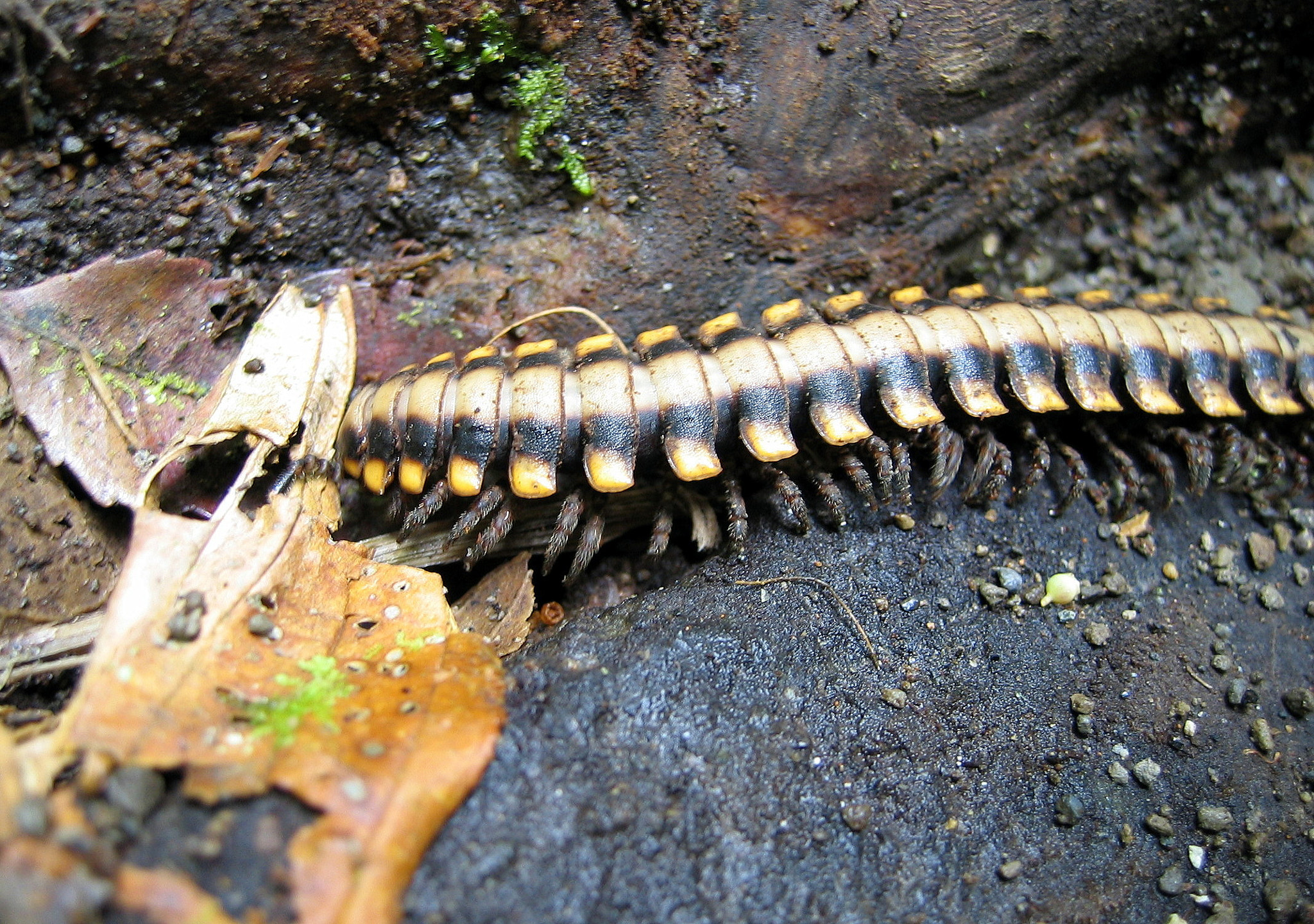 Canon DIGITAL IXUS 400 sample photo. Tropical nature in a costa rican landscape photography