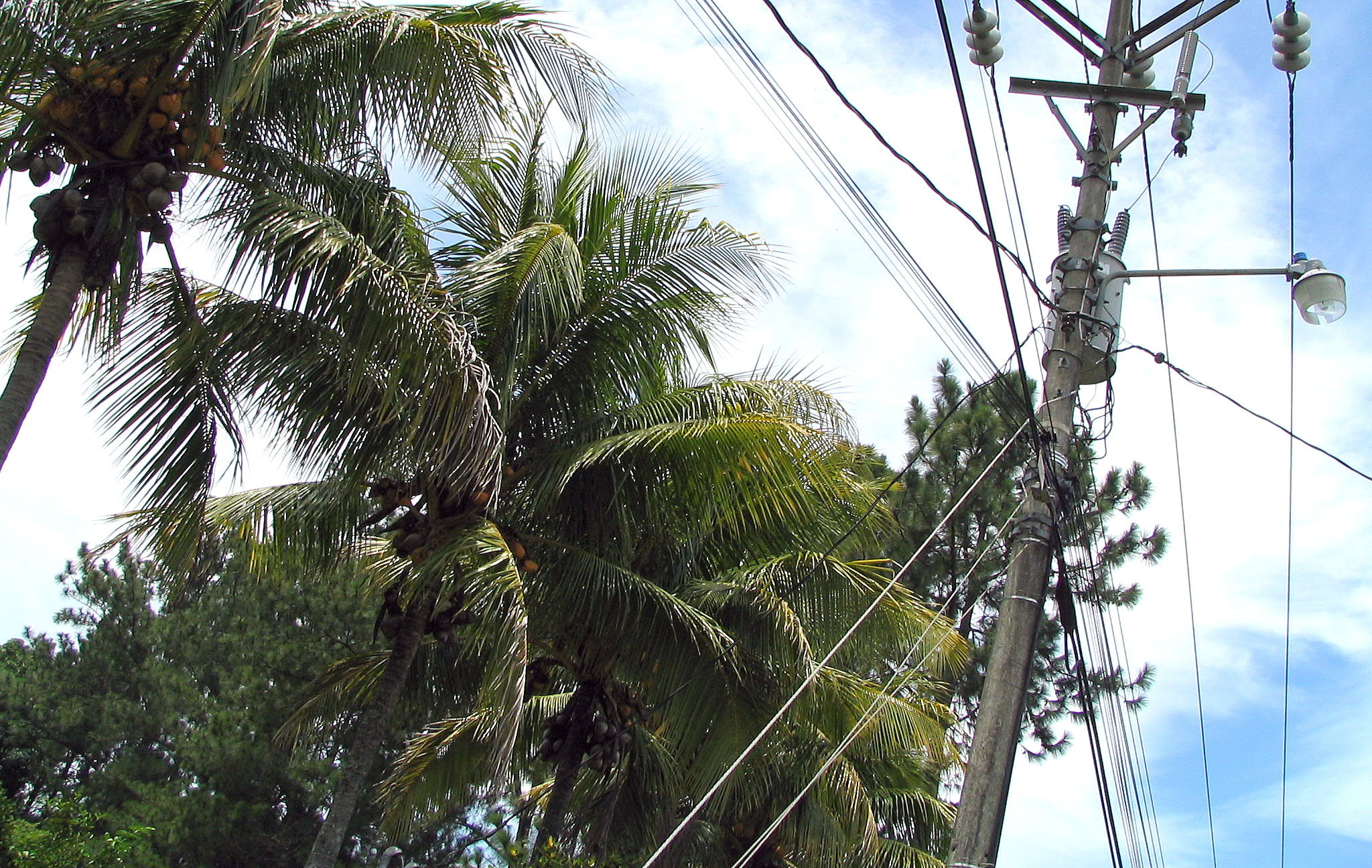 Canon POWERSHOT S1 IS sample photo. Nature flora and fauna of costa rica photography
