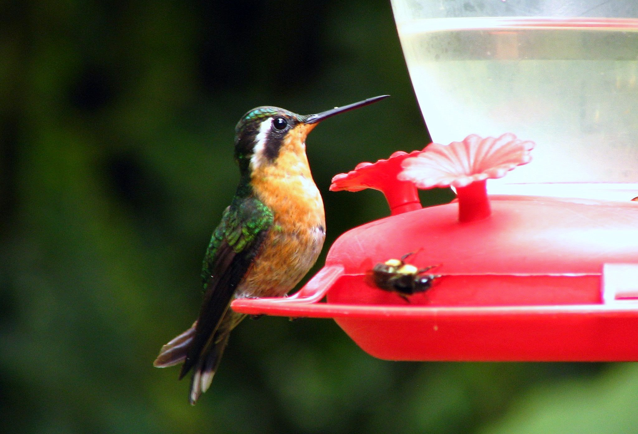 Canon POWERSHOT S1 IS sample photo. Nature flora and fauna of costa rica photography