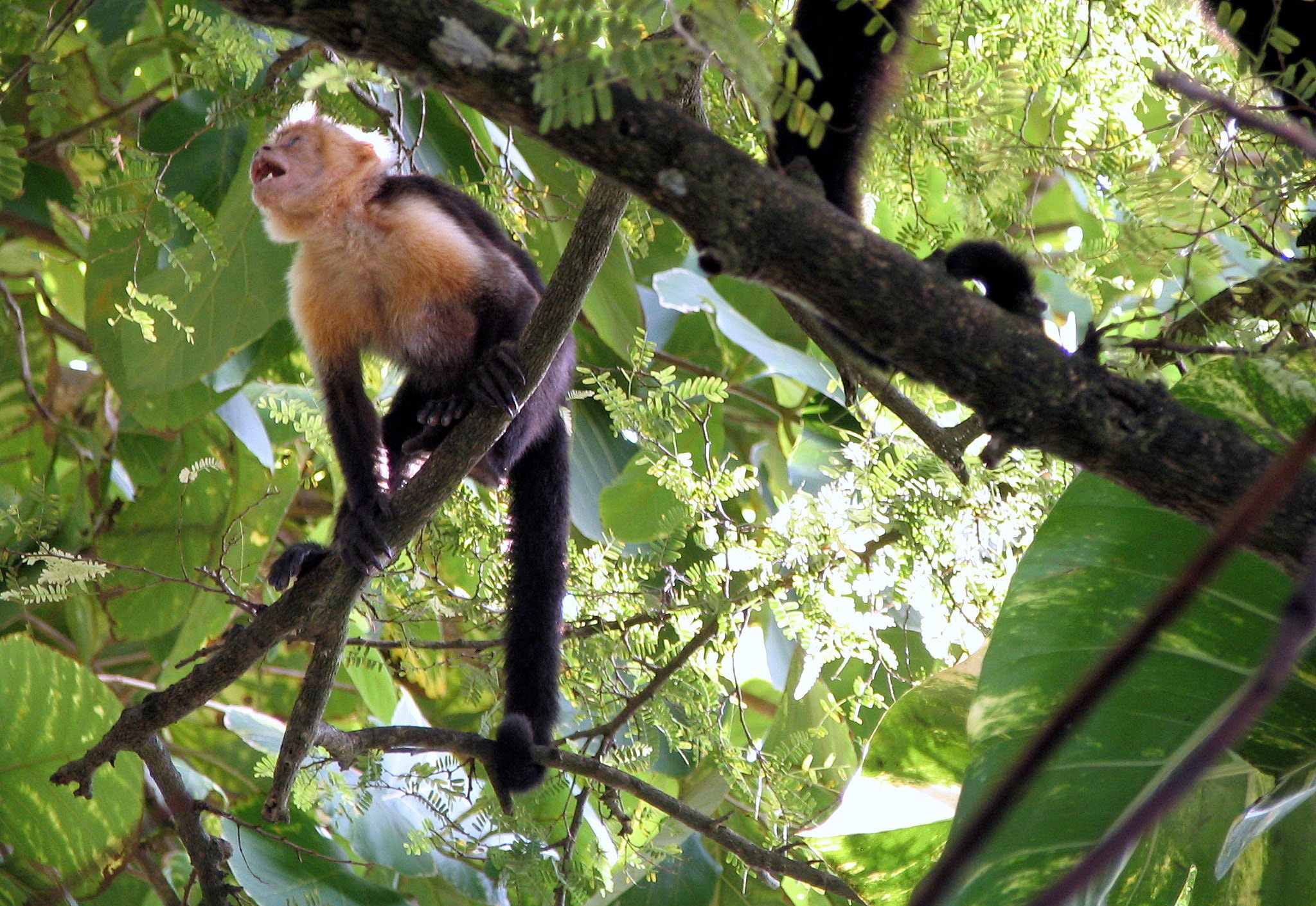 Canon POWERSHOT S1 IS sample photo. Tropical nature in a costa rican landscape photography