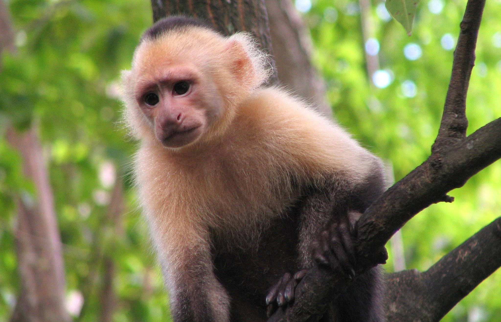 Canon POWERSHOT S1 IS sample photo. Nature flora and fauna of costa rica photography