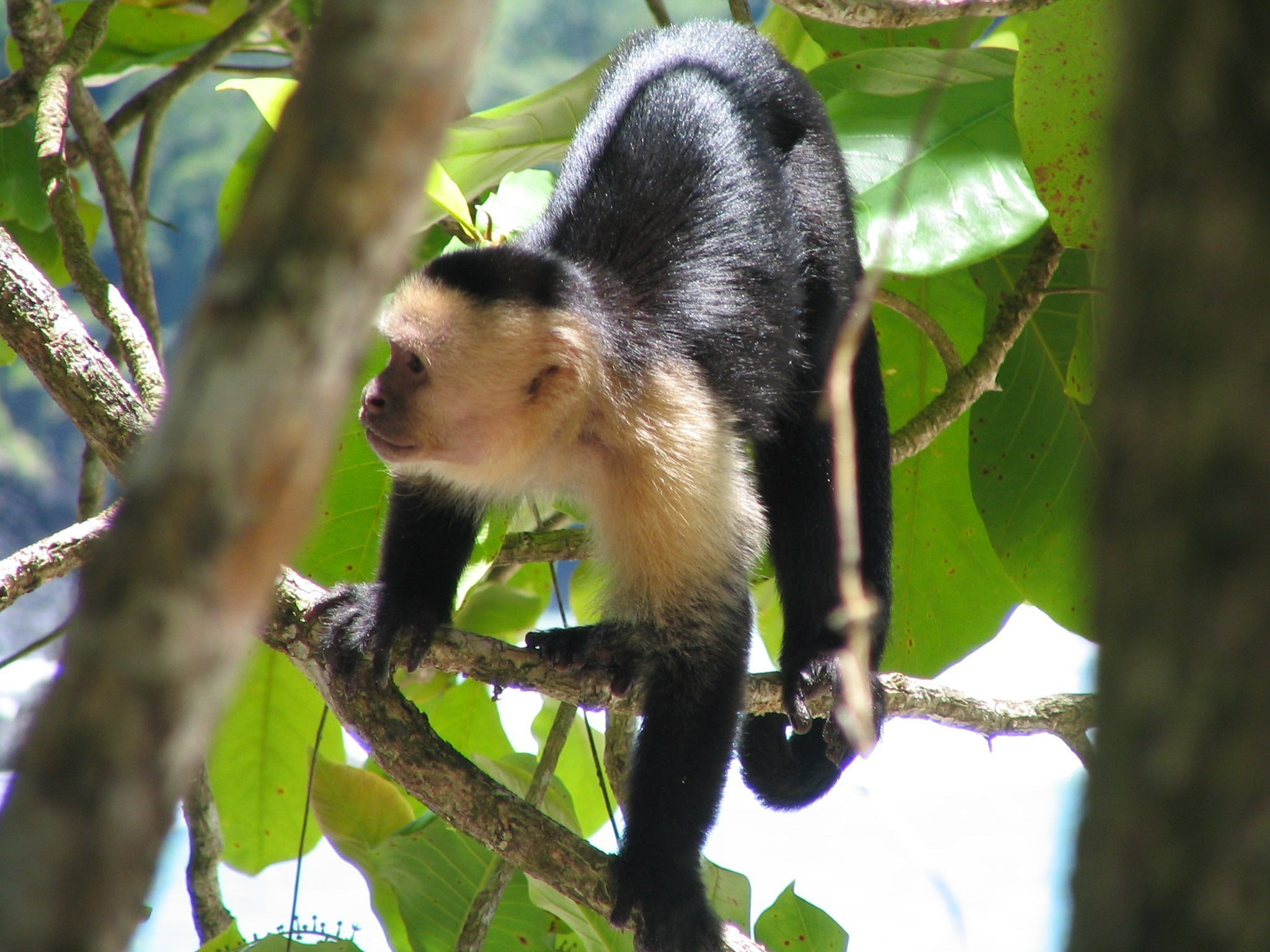 Canon POWERSHOT S1 IS sample photo. Nature flora and fauna of costa rica photography