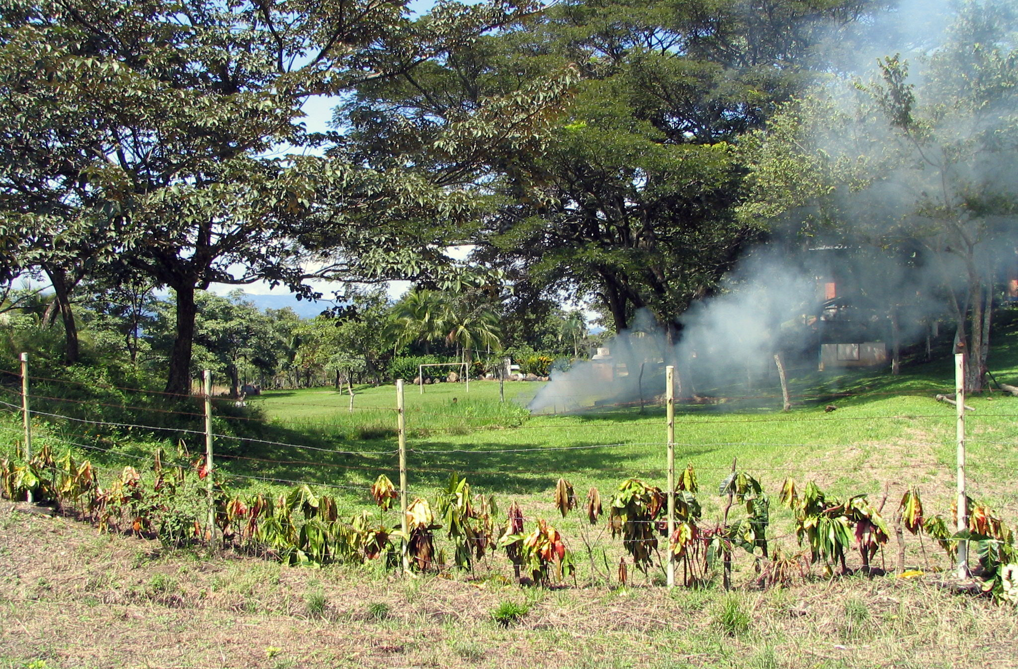 Canon POWERSHOT S1 IS sample photo. Nature flora and fauna of costa rica photography