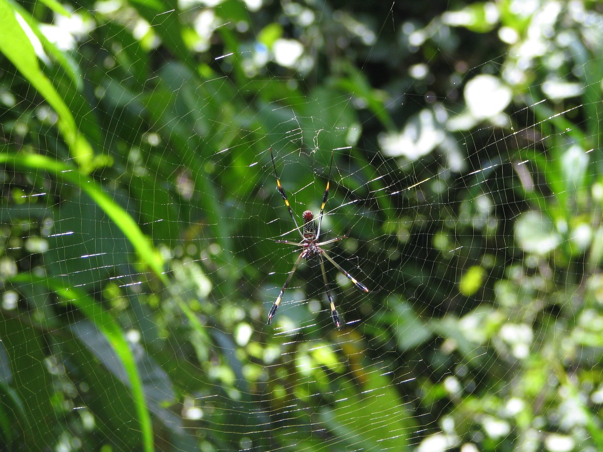 Canon POWERSHOT S1 IS sample photo. Nature flora and fauna of costa rica photography