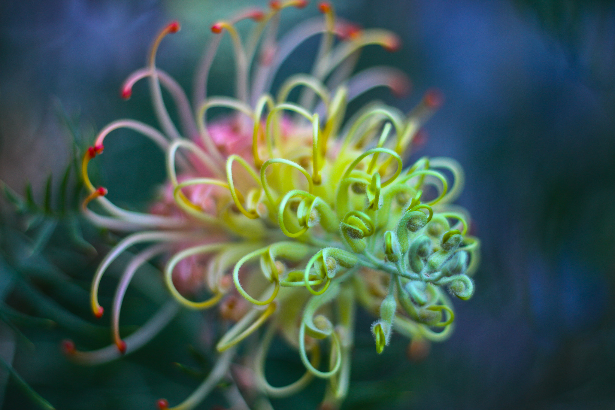 Canon EOS 7D + Canon EF 50mm F1.8 STM sample photo. Flower photography