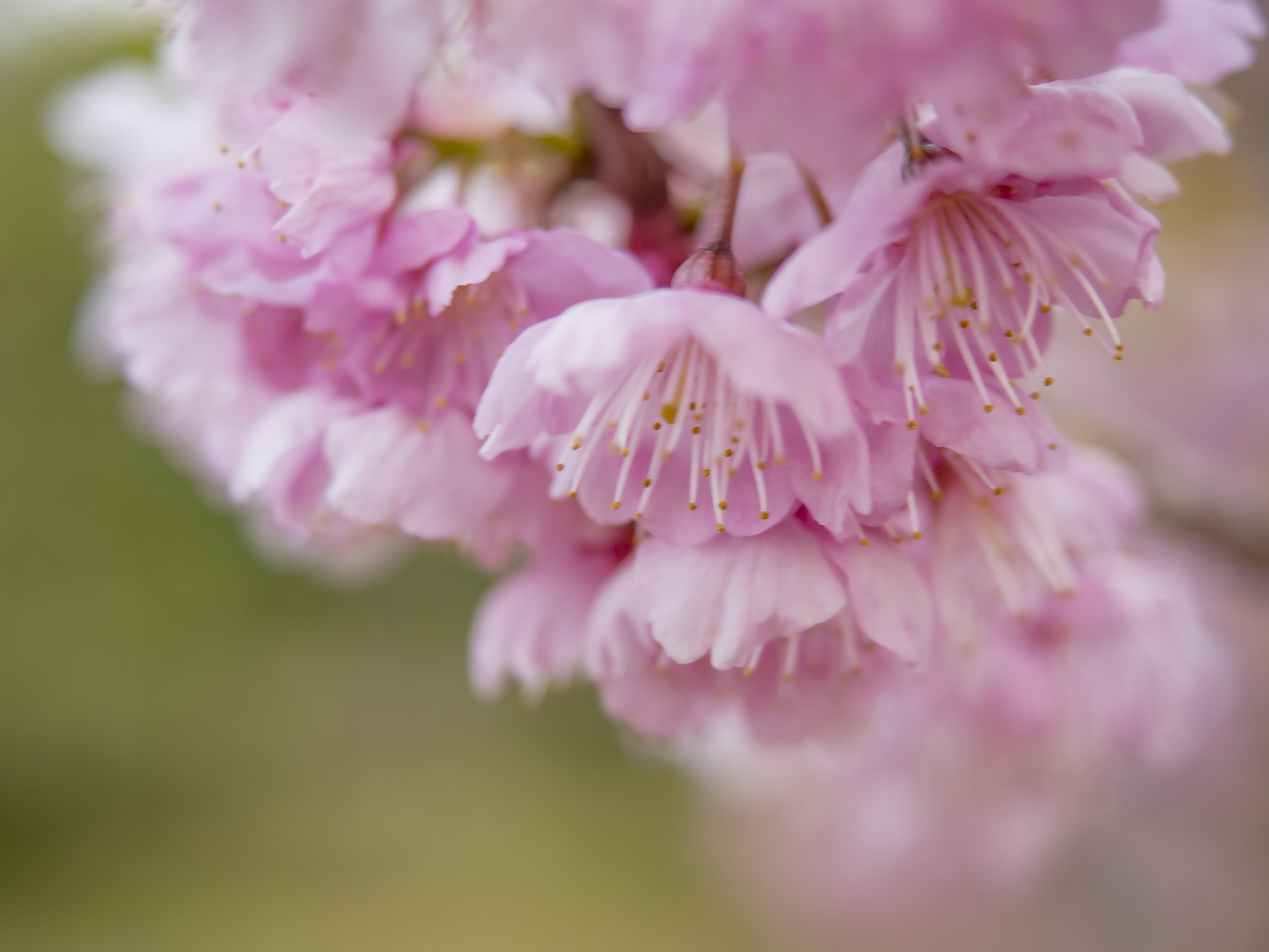 Olympus OM-D E-M5 + Olympus M.Zuiko Digital ED 12-40mm F2.8 Pro sample photo. Tsubaki kanzakura are in full bloom photography