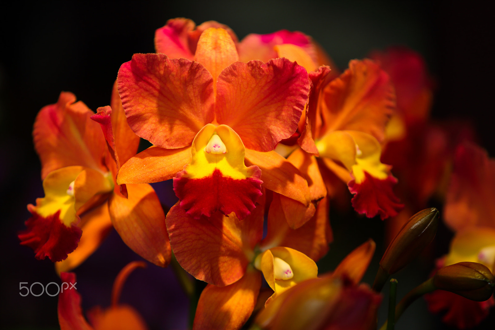 Canon EF 70-200mm F2.8L IS USM sample photo. Orange orchid photography