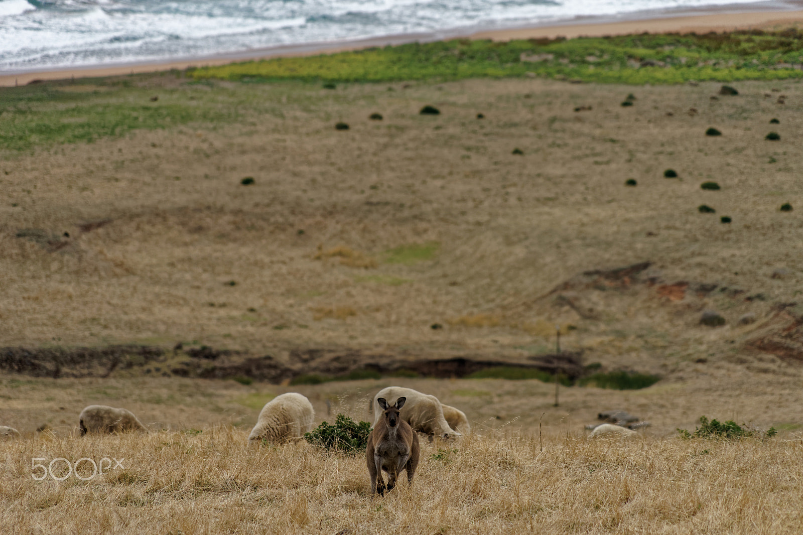 Sony FE 24-240mm F3.5-6.3 OSS sample photo. Inquisitive kangaroo photography