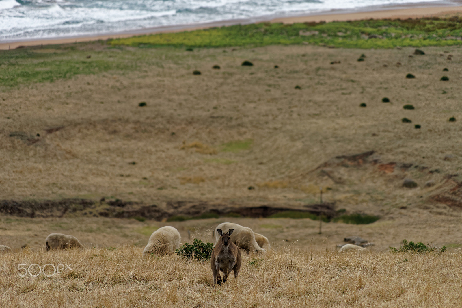 Sony a7 sample photo. Inquisitive kangaroo photography