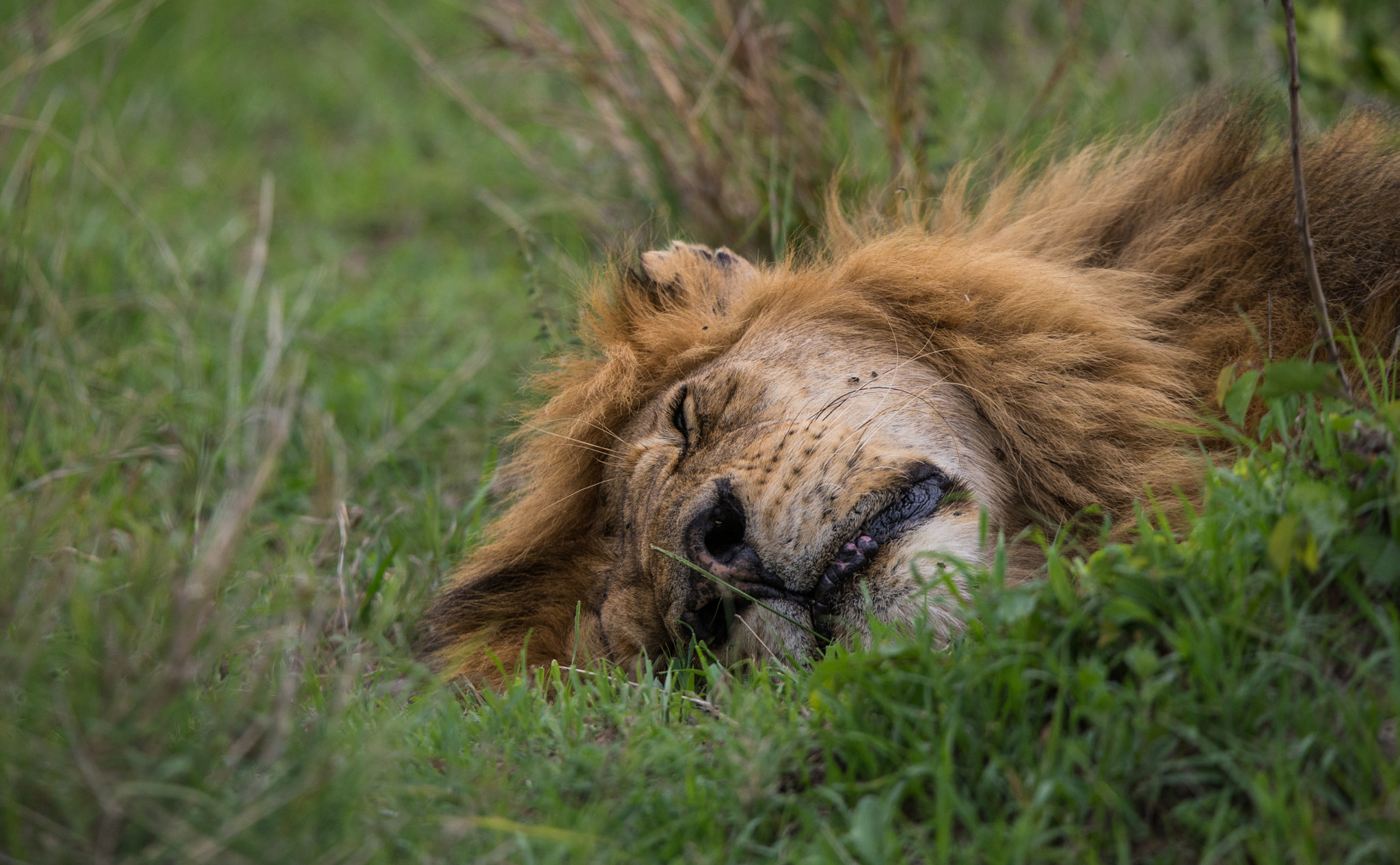 Nikon D600 sample photo. Too early to wake up photography