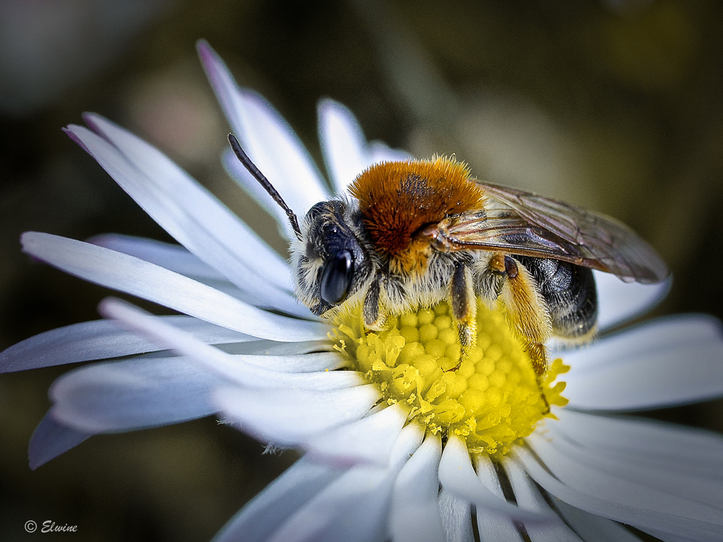 Panasonic Lumix G Macro 30mm F2.8 ASPH Mega OIS sample photo. It's mine .... photography