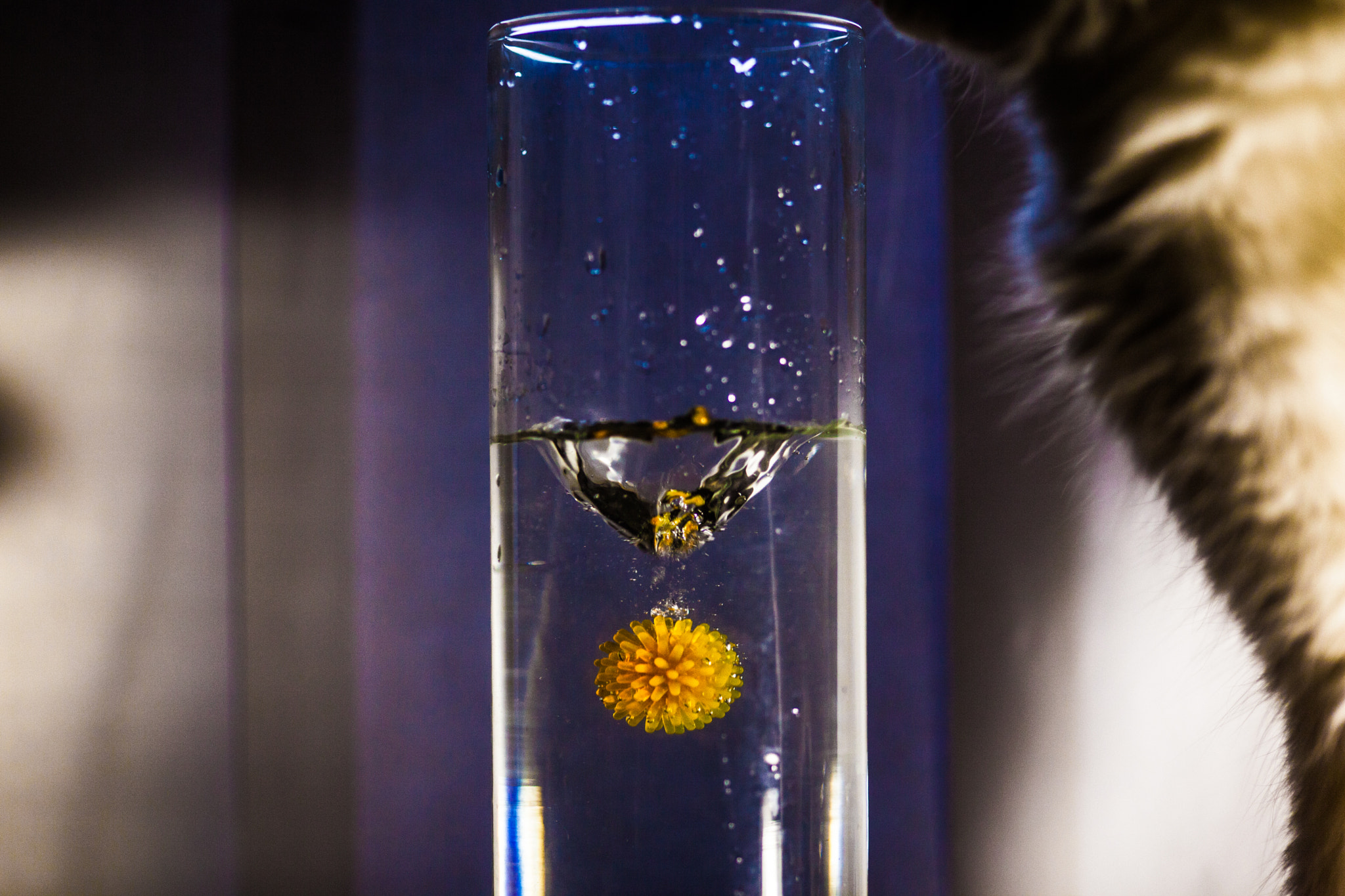 Sigma 105mm F2.8 EX DG Macro sample photo. Successful shot 2 photography