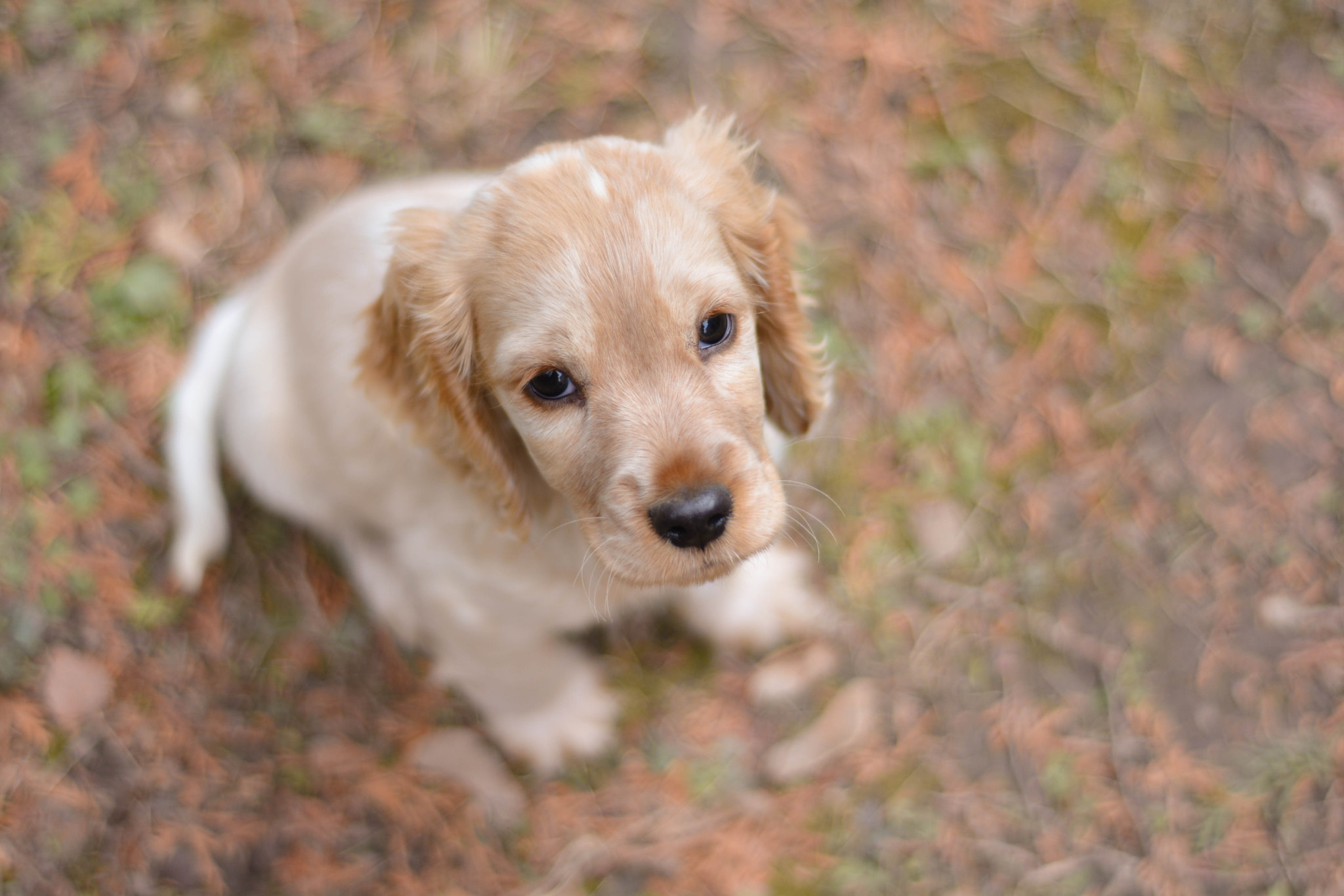 Nikon D5200 + Nikon AF Nikkor 50mm F1.8D sample photo. Puppy / kutyus photography