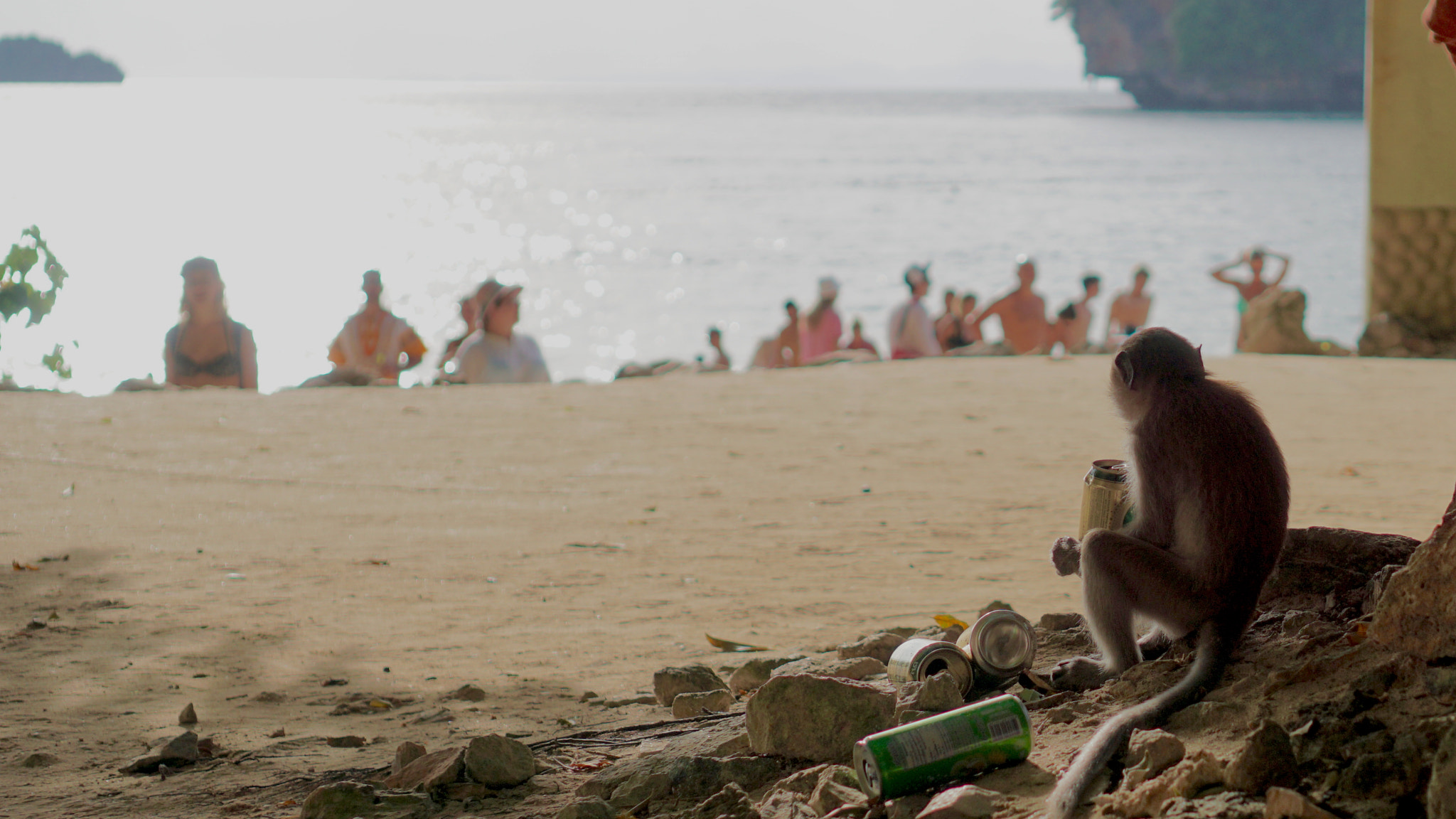 Sony a6000 + Sony E 35mm F1.8 OSS sample photo. Monkey with a beer photography