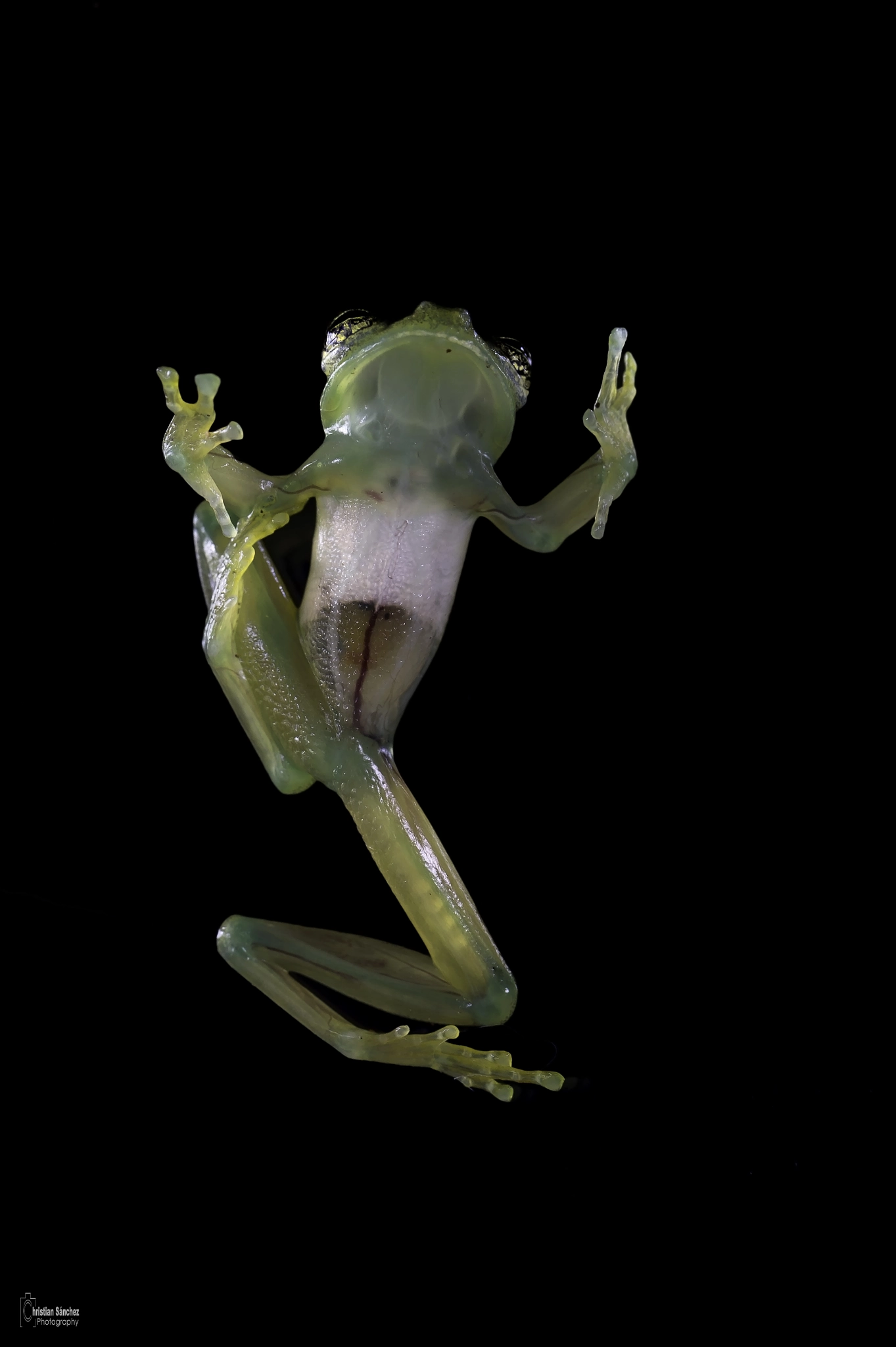 Nikon AF-S Micro-Nikkor 105mm F2.8G IF-ED VR sample photo. Spiny glass frog photography