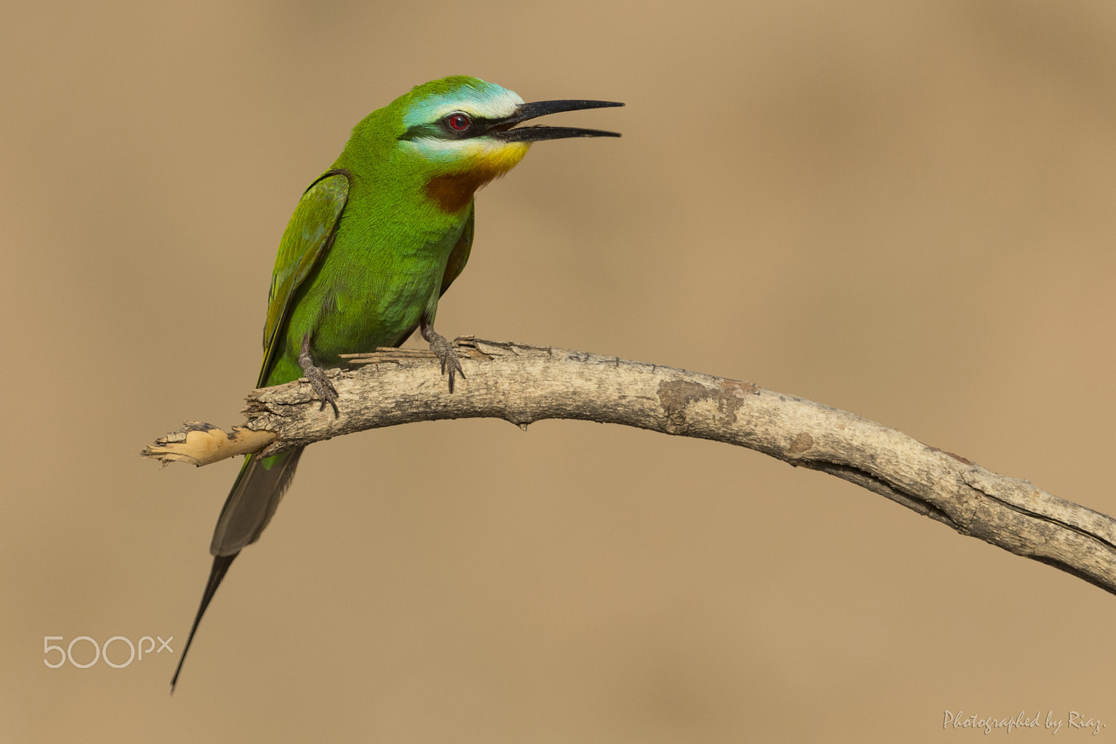 Nikon AF-S Nikkor 600mm F4G ED VR sample photo. Wonders of nature: blue-cheeked bee-eater photography