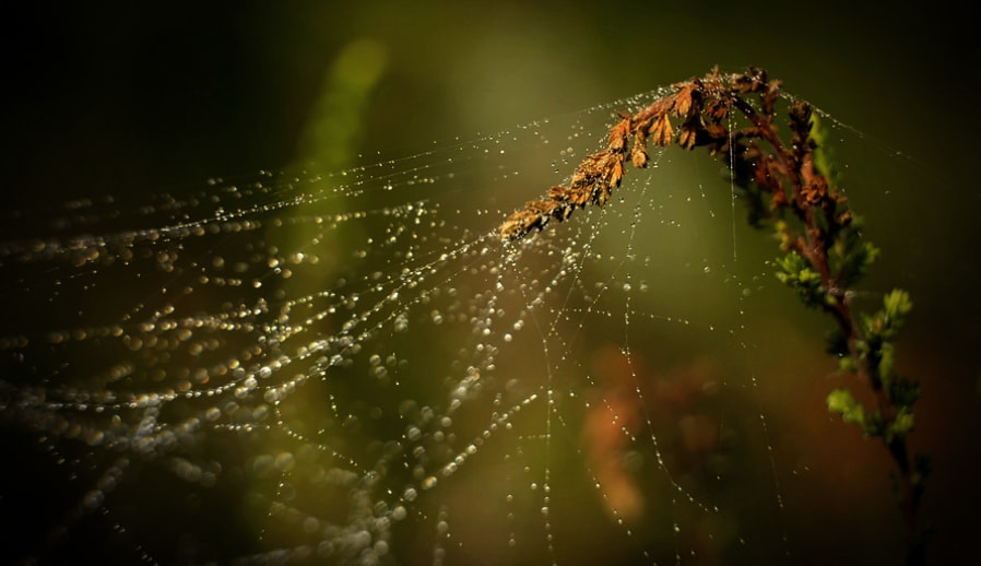 Nikon D300S sample photo. Dew photography