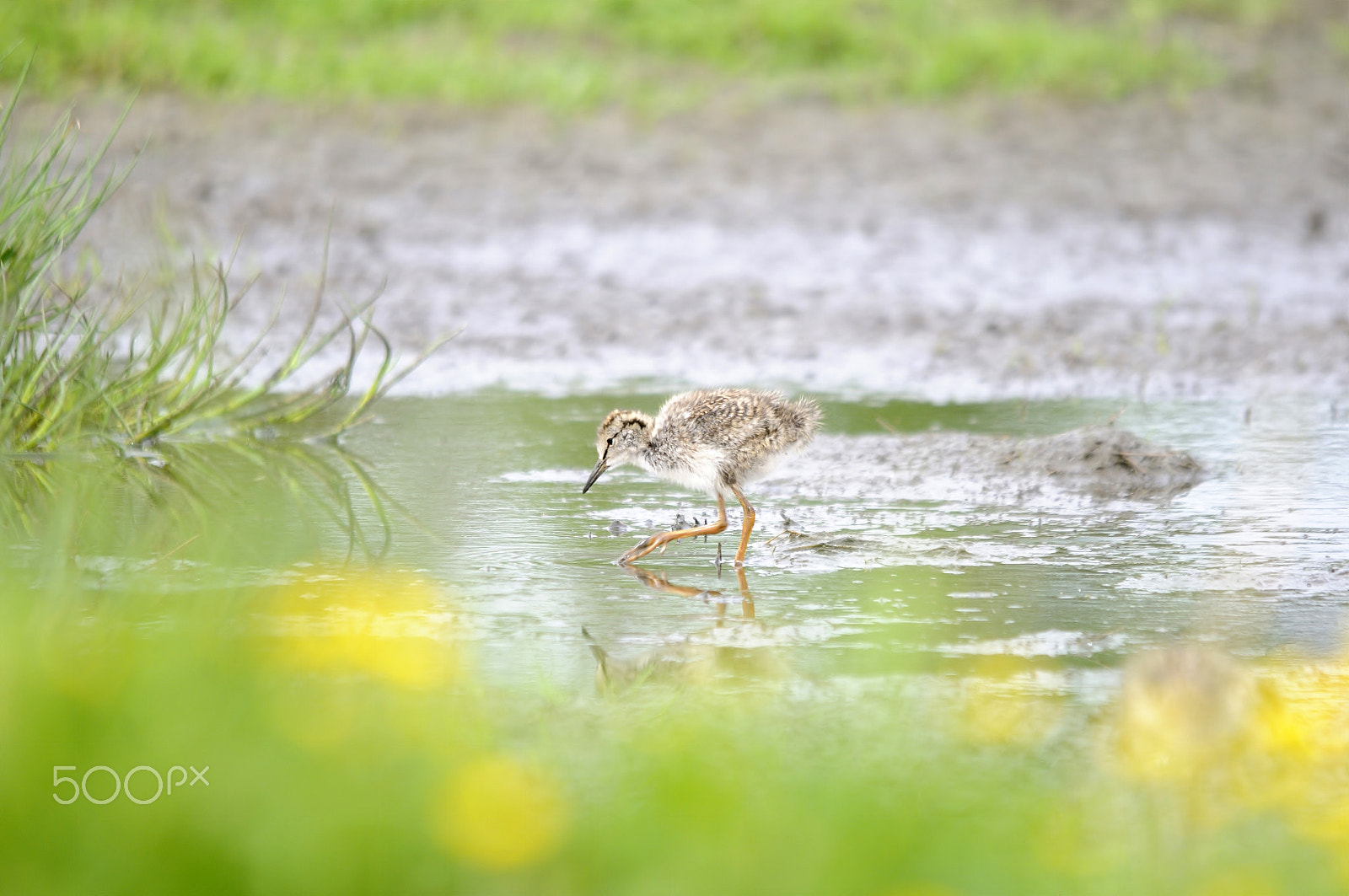 Nikon D300S + Sigma 150-500mm F5-6.3 DG OS HSM sample photo. Common redshank photography