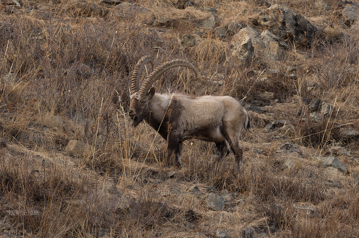 Nikon D7200 sample photo. Ibex photography