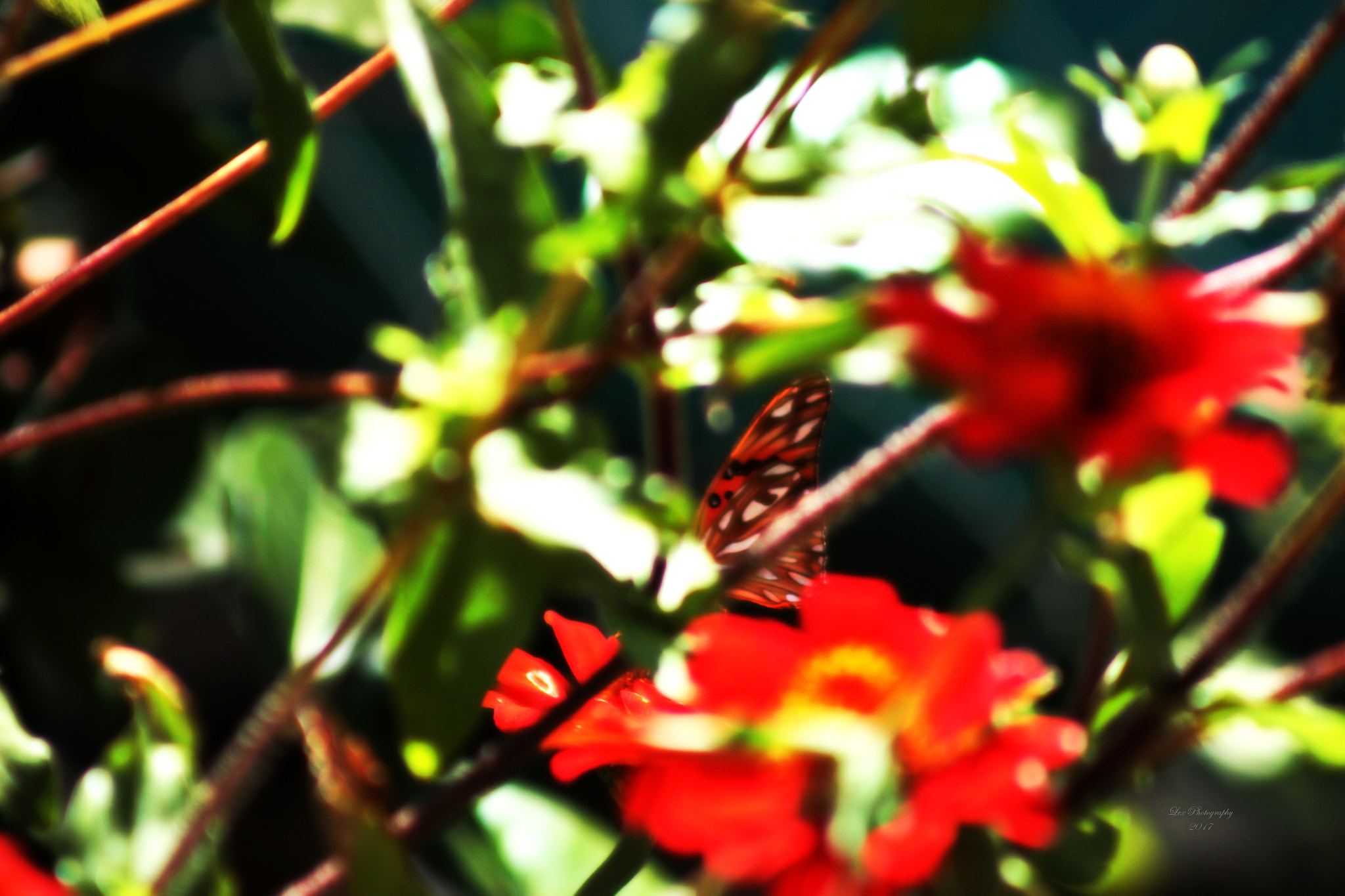 Canon EOS 700D (EOS Rebel T5i / EOS Kiss X7i) + EF75-300mm f/4-5.6 sample photo. Abstract butterfly photography