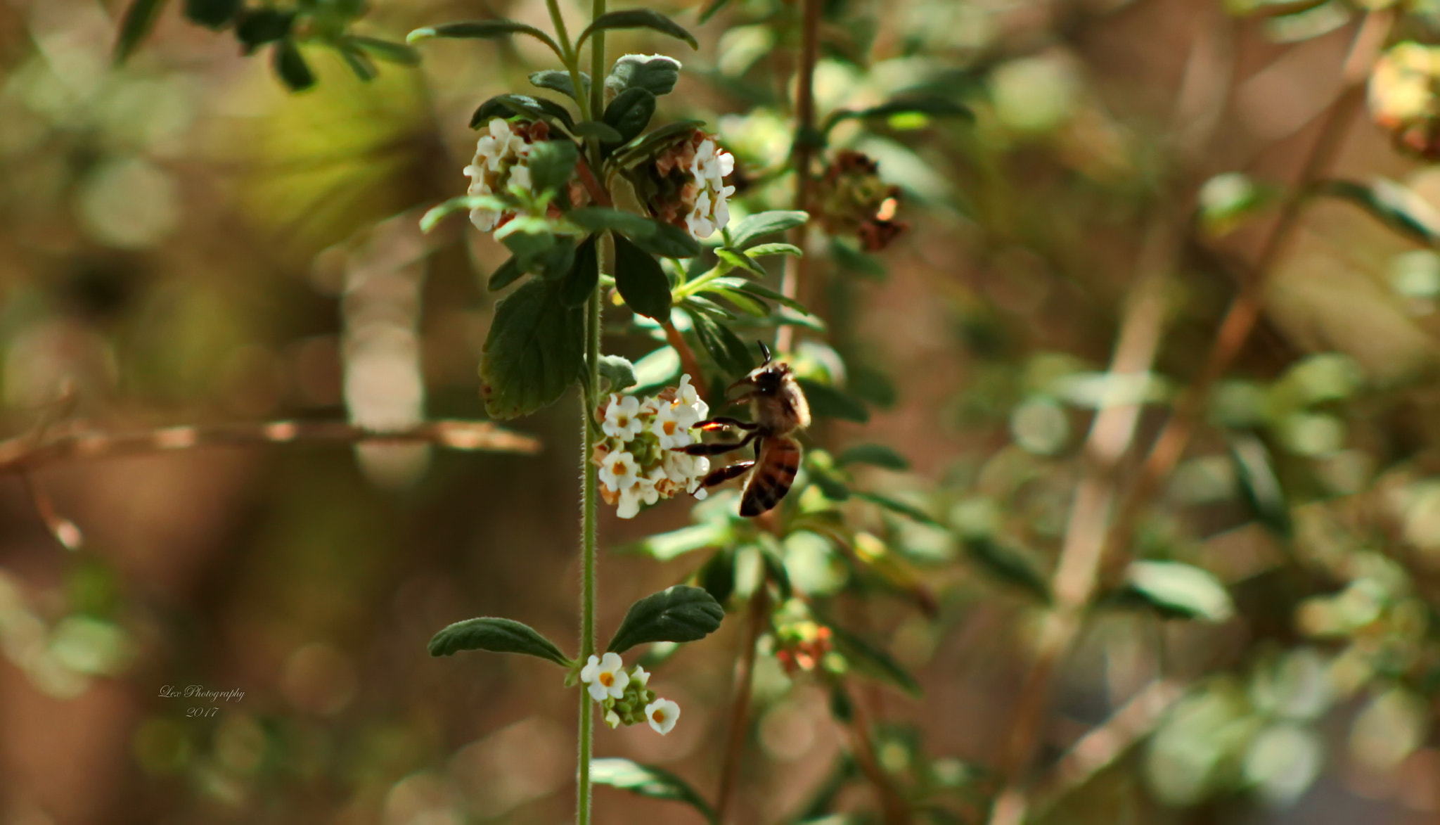 Canon EOS 700D (EOS Rebel T5i / EOS Kiss X7i) + EF75-300mm f/4-5.6 sample photo. Important pollination photography