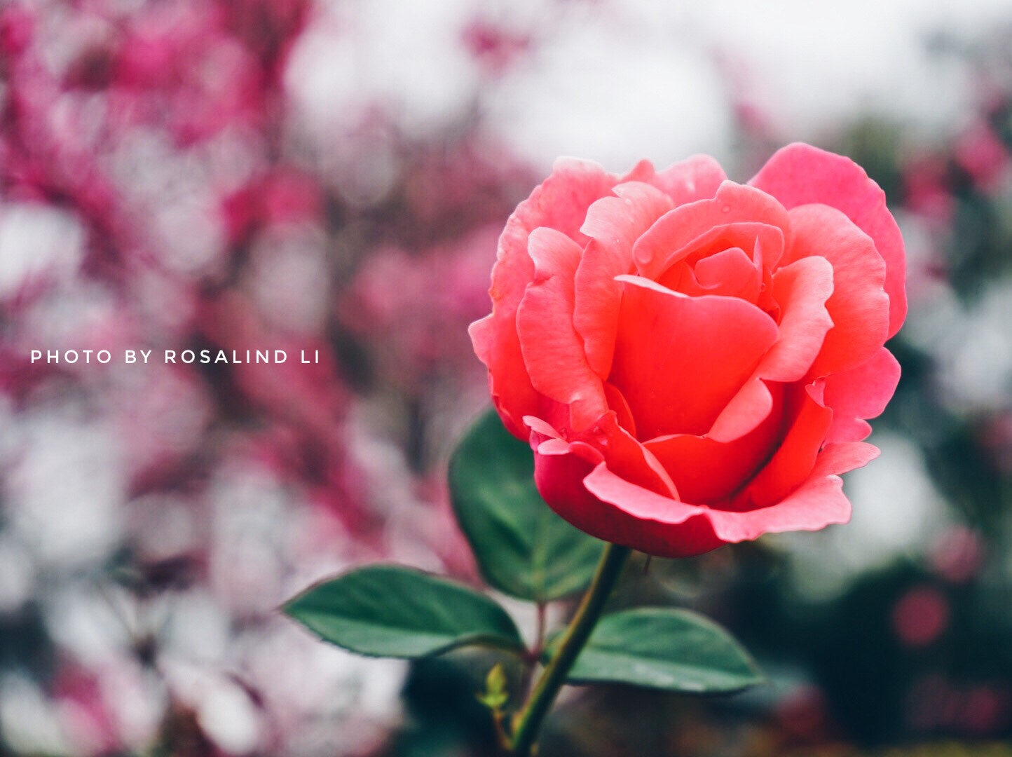 Sony FE 28-70mm F3.5-5.6 OSS sample photo. Rosie photography