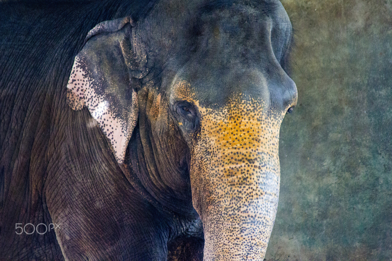 Canon EF 70-300mm F4-5.6 IS USM sample photo. Elephant photography