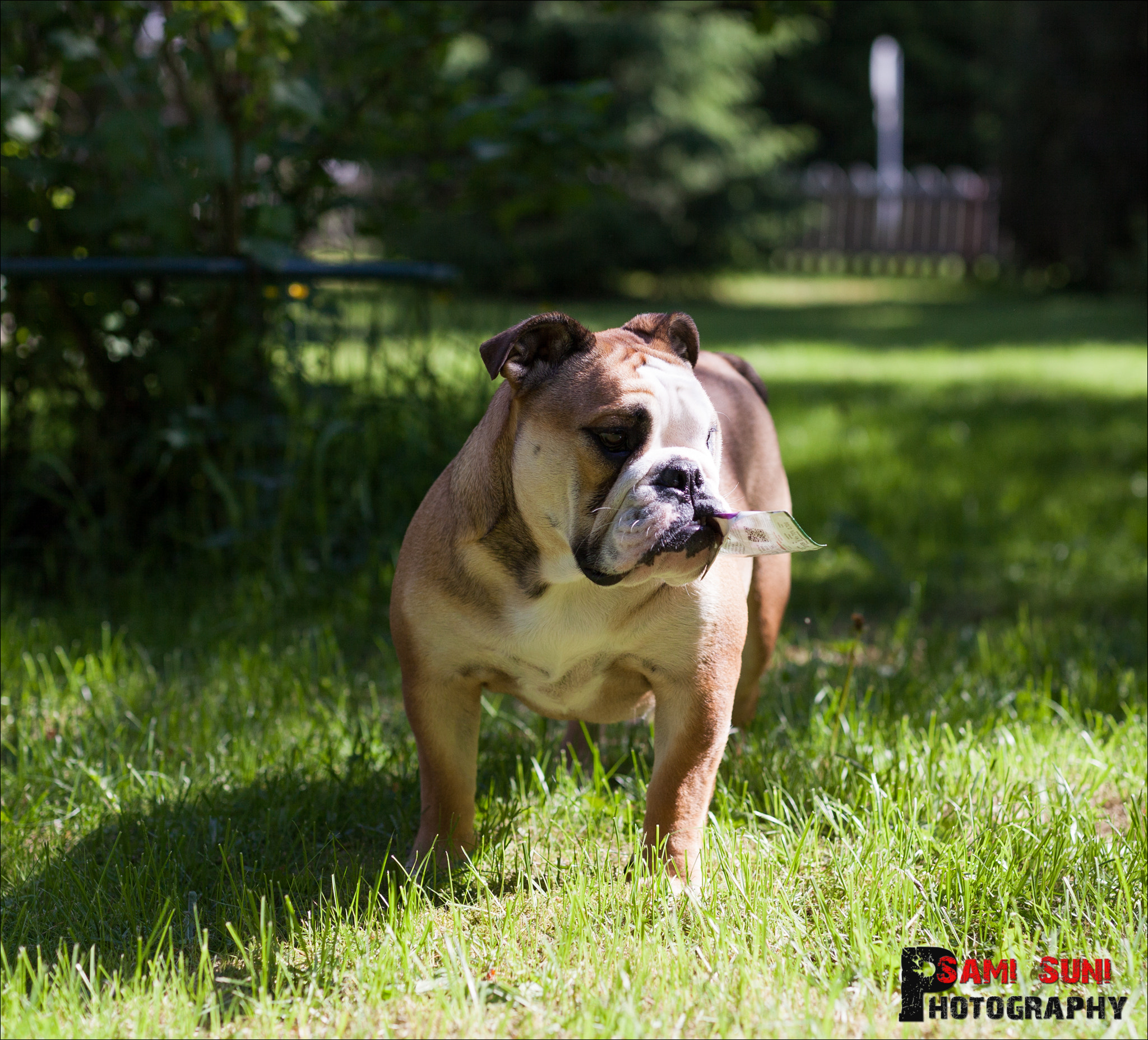 Sigma 50mm F1.4 EX DG HSM sample photo. Mg photography