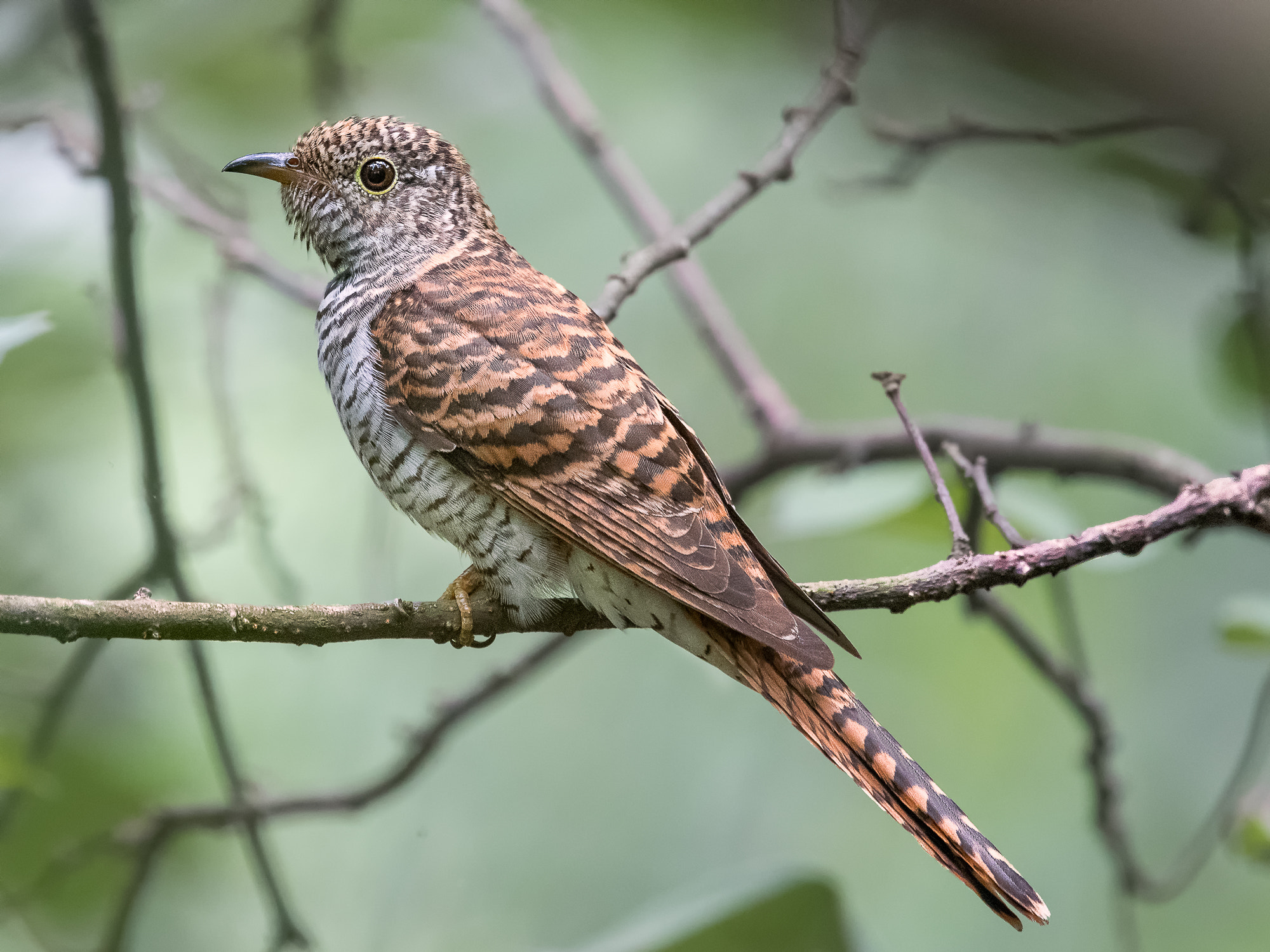 Nikon Nikkor AF-S 300mm F4E PF ED VR sample photo. Rusty-breasted cuckoo @ labrador park photography