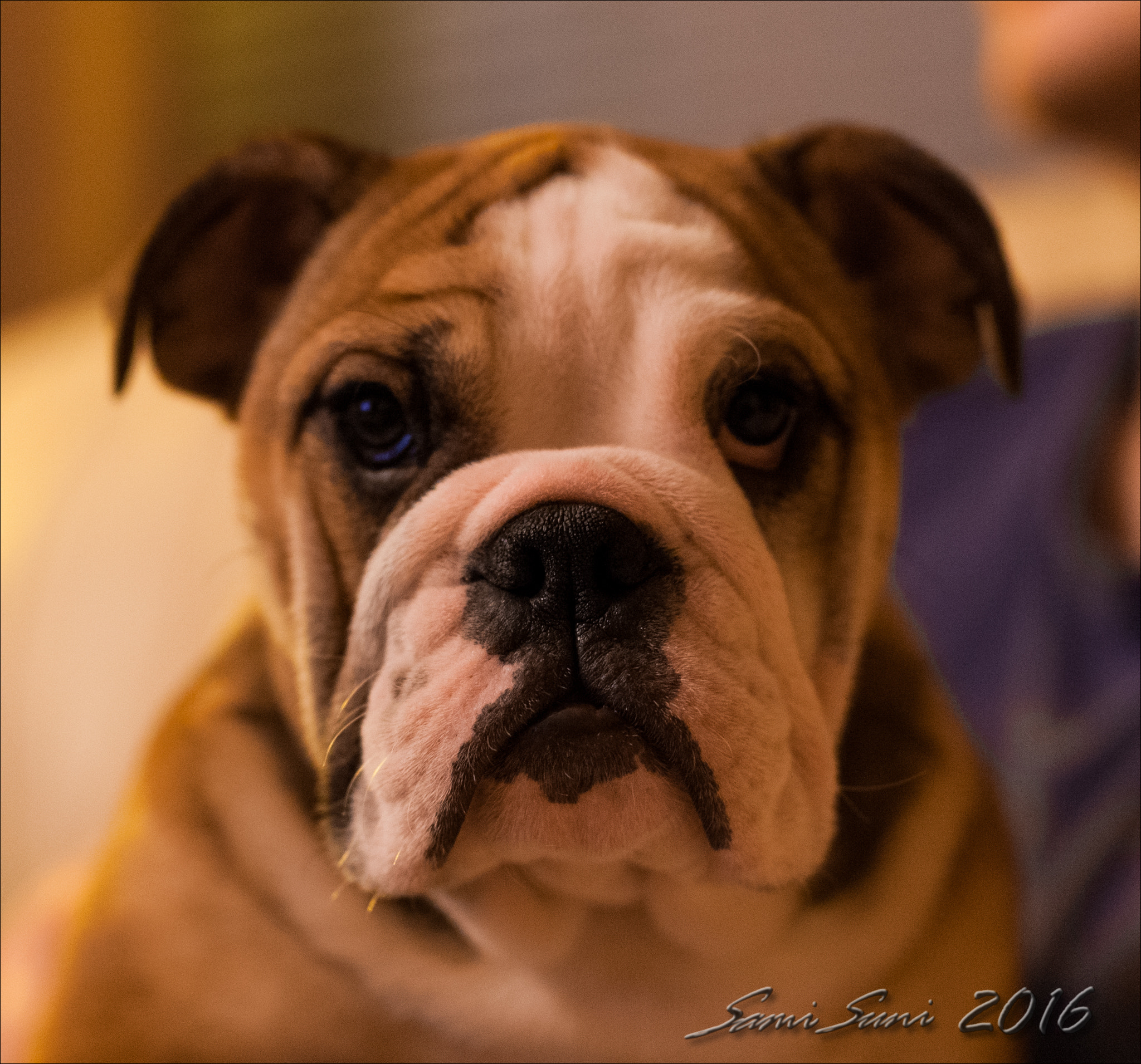 Sigma 50mm F1.4 EX DG HSM sample photo. () photography