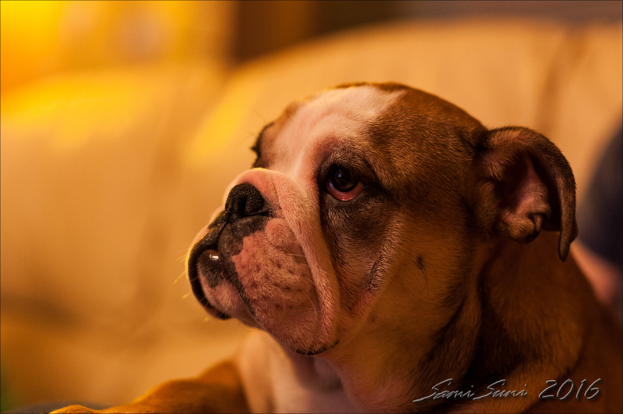 Sigma 50mm F1.4 EX DG HSM sample photo. () photography