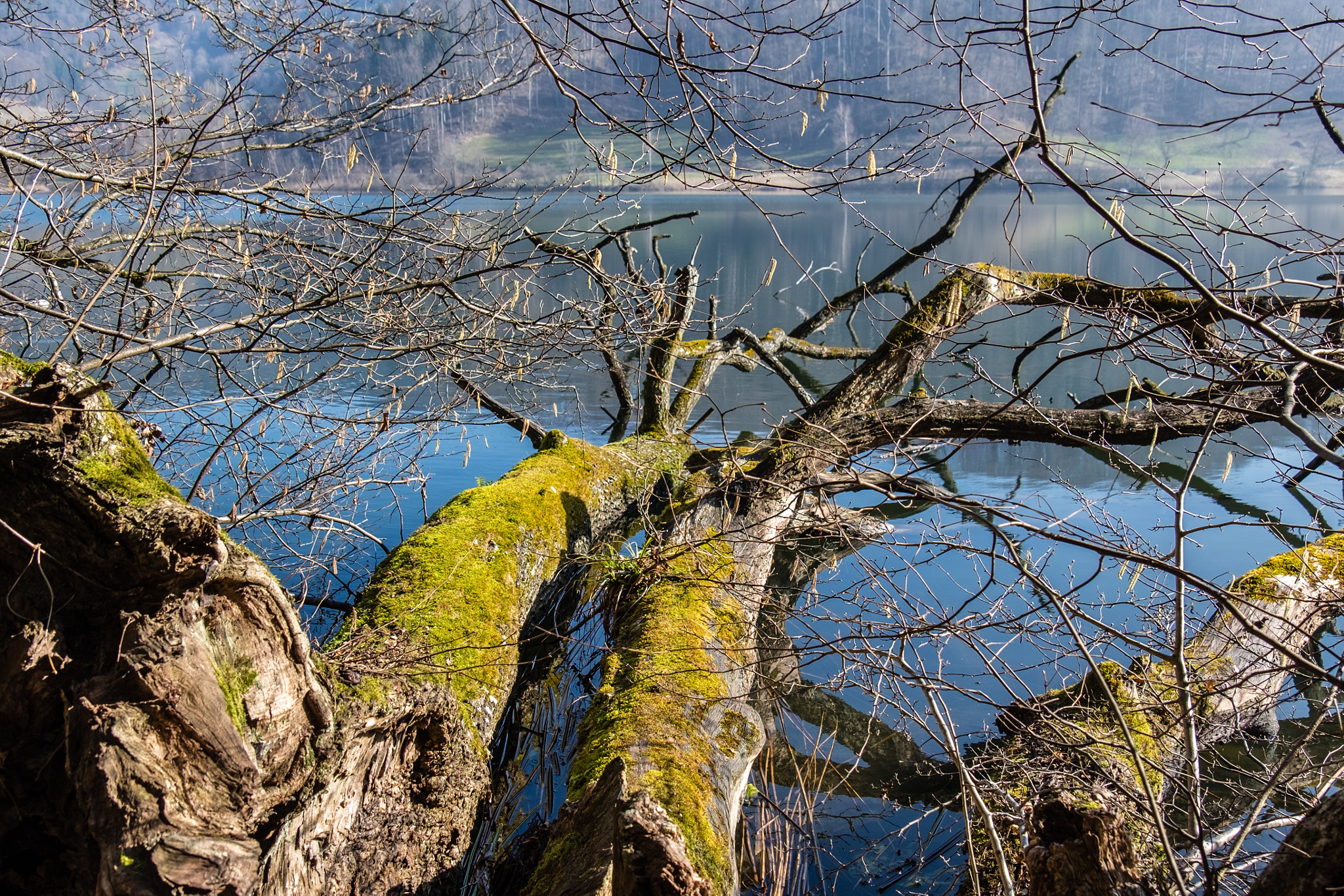 Fujifilm X-T10 + Fujifilm XF 18-135mm F3.5-5.6 R LM OIS WR sample photo. Türlersee photography