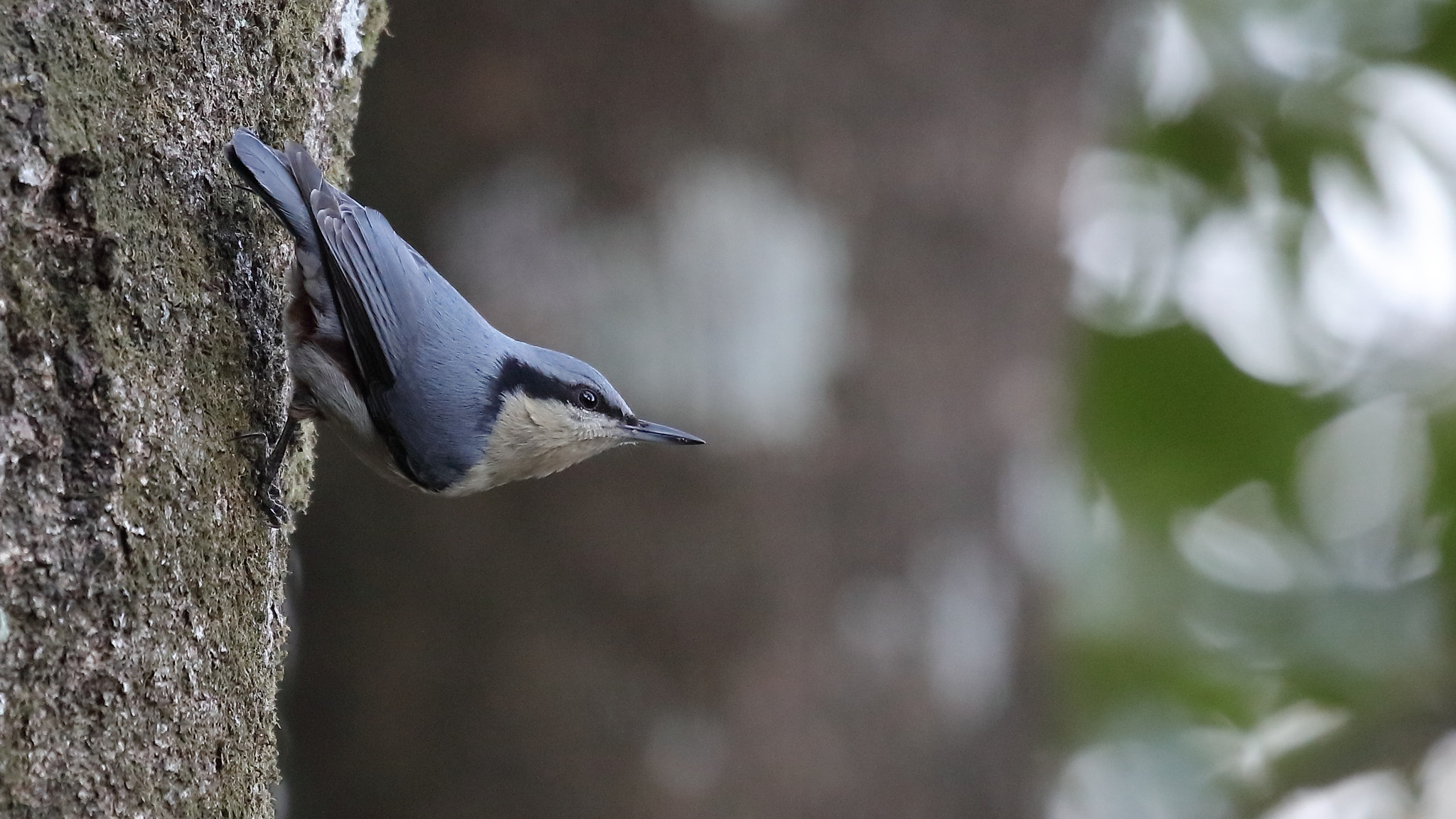 Canon EOS 5DS sample photo