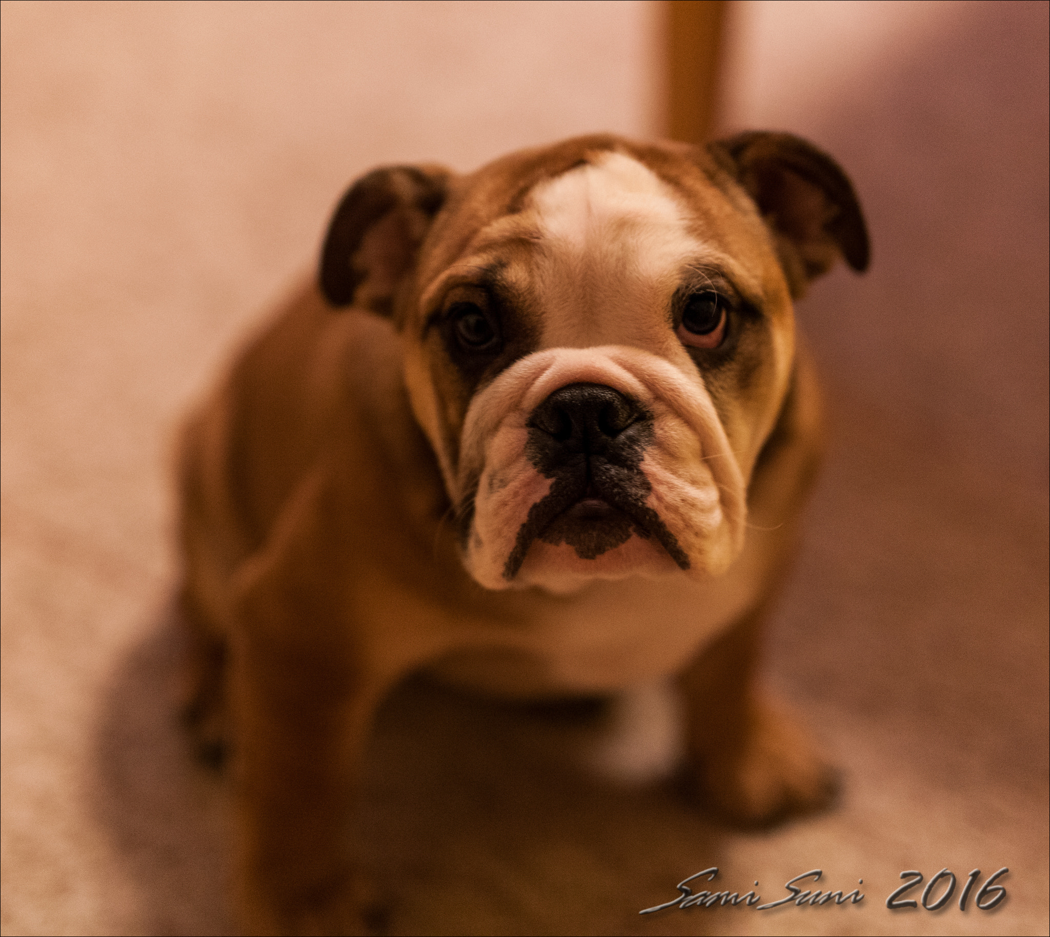 Sigma 50mm F1.4 EX DG HSM sample photo. () photography