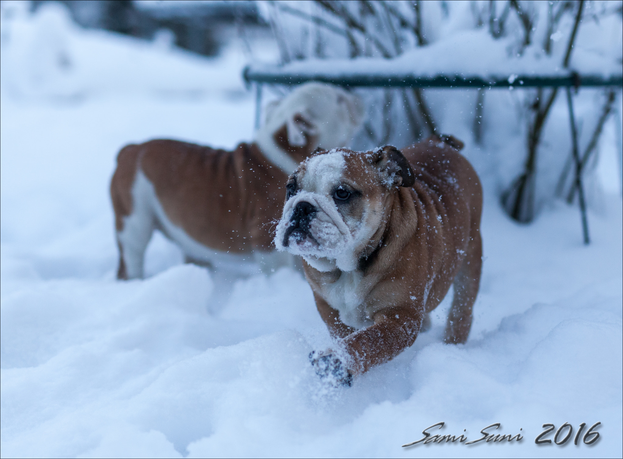 ZEISS Milvus 50mm F1.4 sample photo. () photography