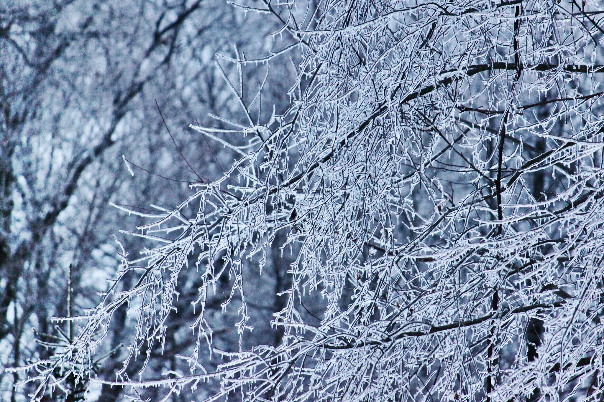 Canon EF-S 55-250mm F4-5.6 IS sample photo