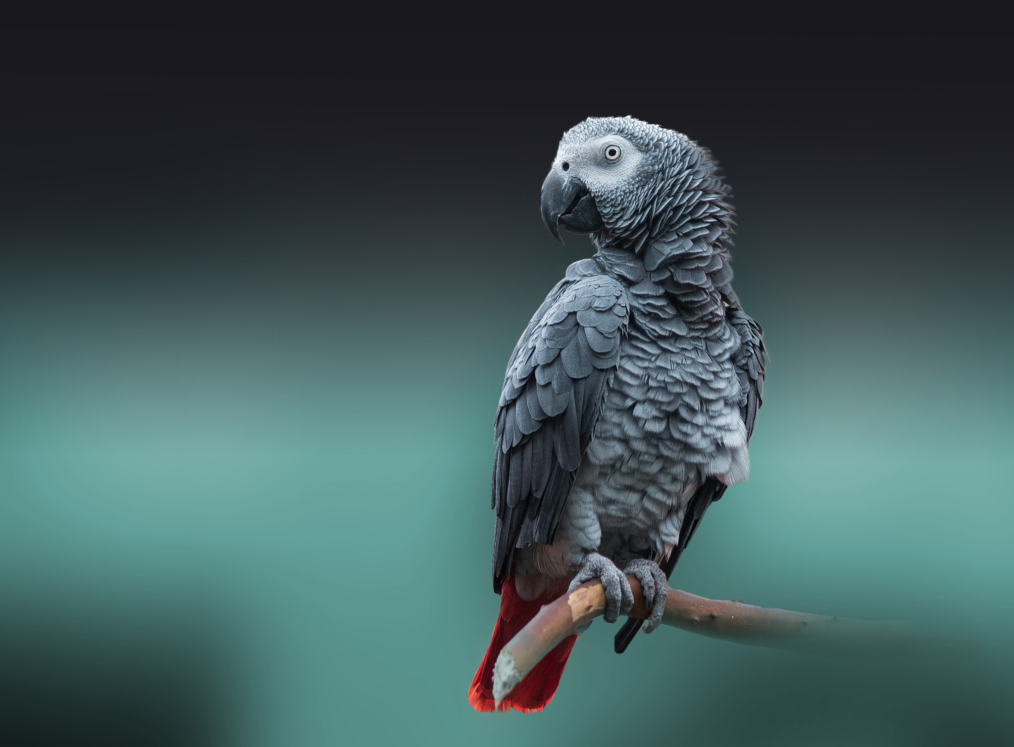 AF Zoom-Nikkor 28-105mm f/3.5-4.5D IF sample photo. The true sign of intelligence photography