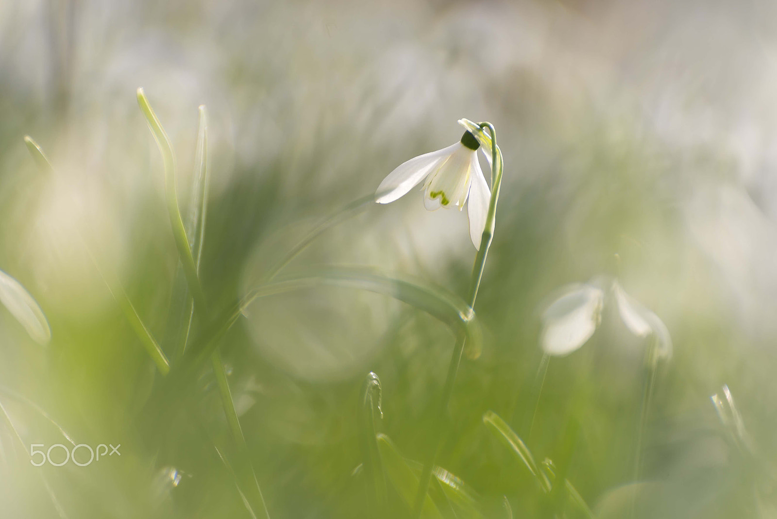 Nikon D600 sample photo. Spring is in the air photography