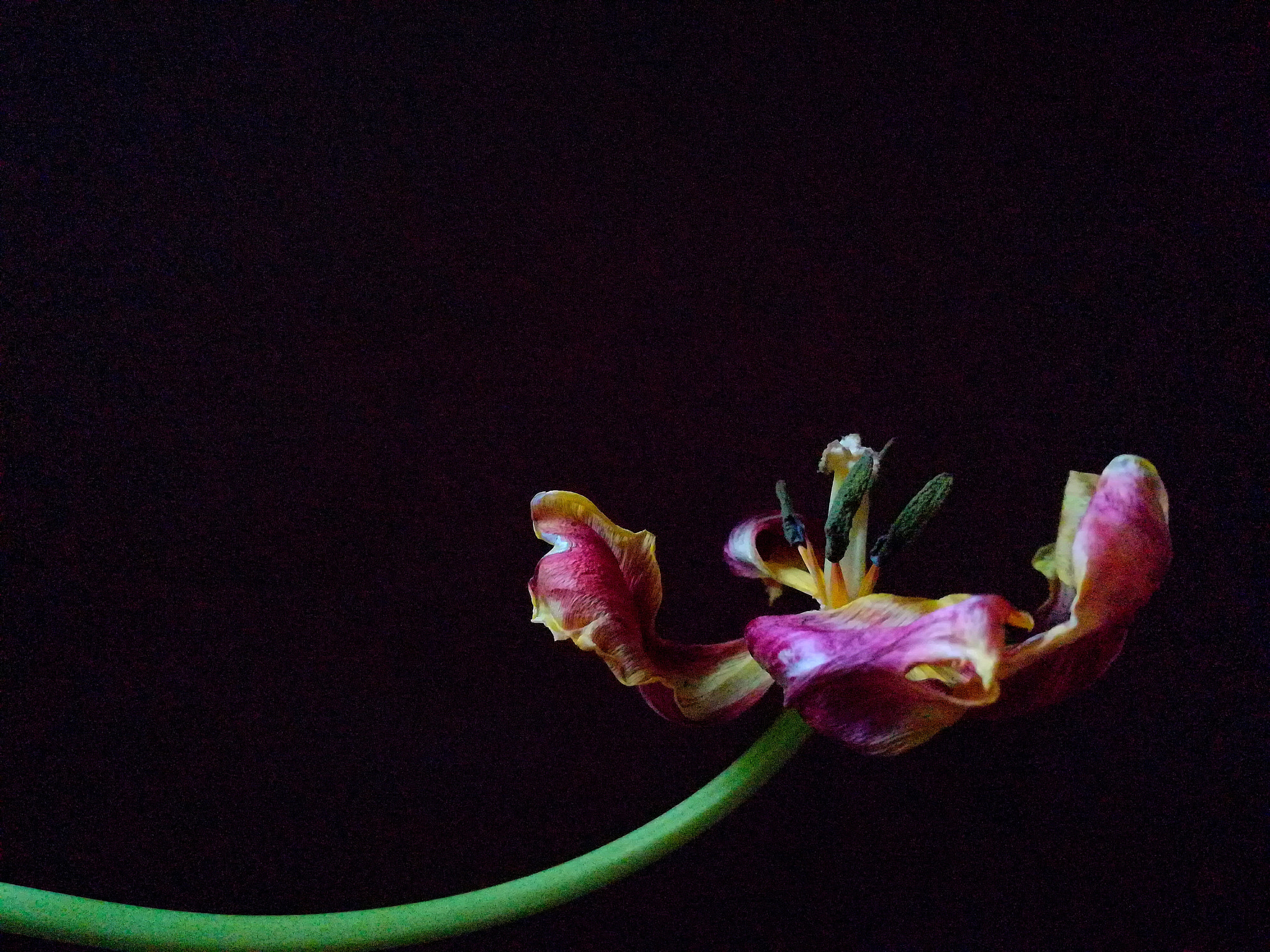HUAWEI c??Eu?s 6X sample photo. Tulip. photography