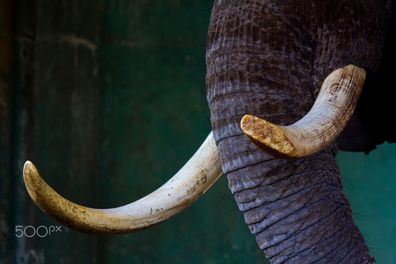 Canon EF 70-300mm F4-5.6 IS USM sample photo. Long tusk elephant photography