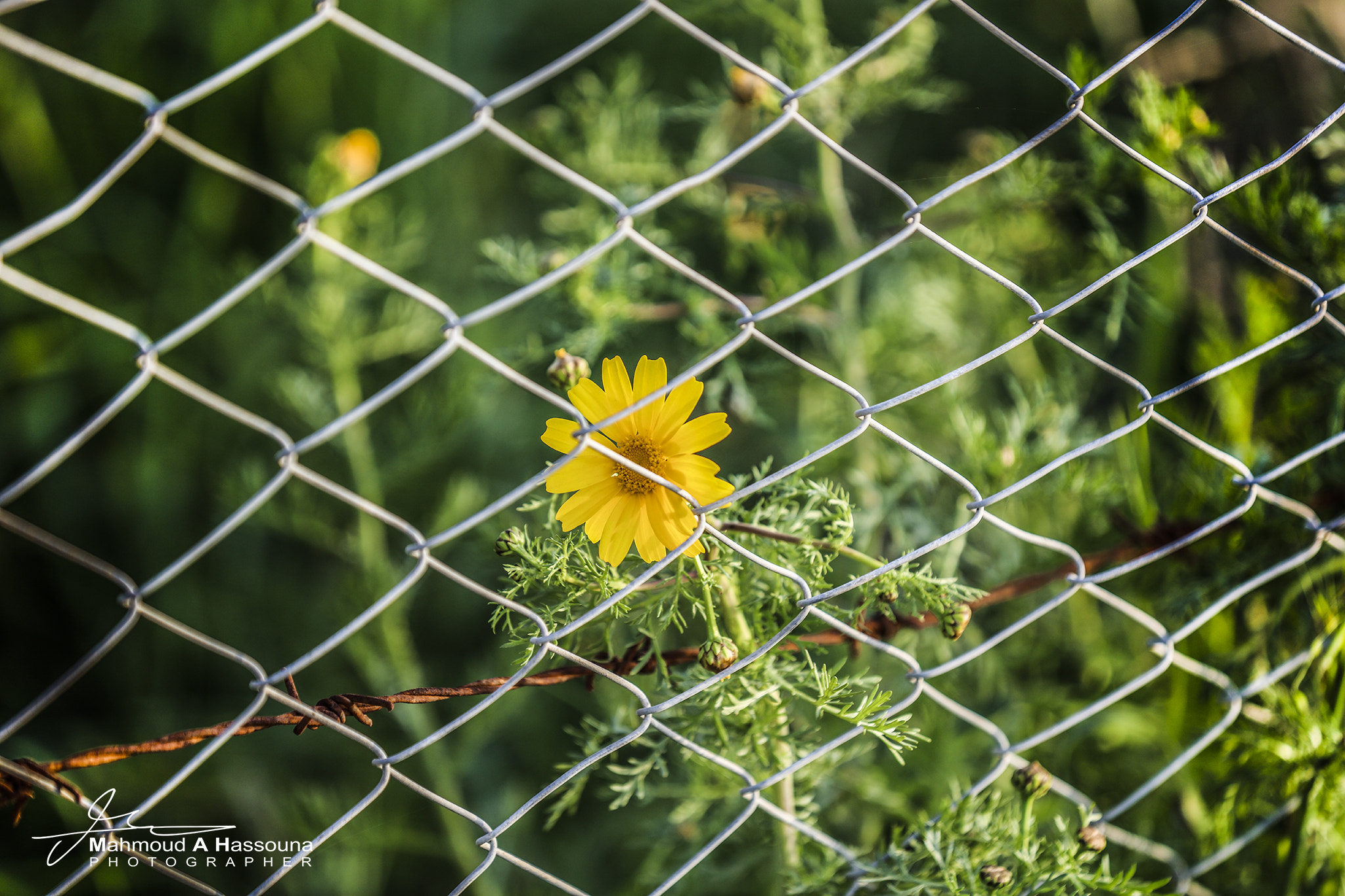 Canon EOS 5DS R sample photo. Nn photography