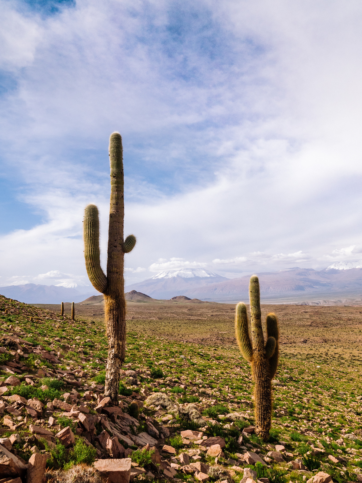 Olympus PEN-F sample photo. Cactus chile.jpg photography