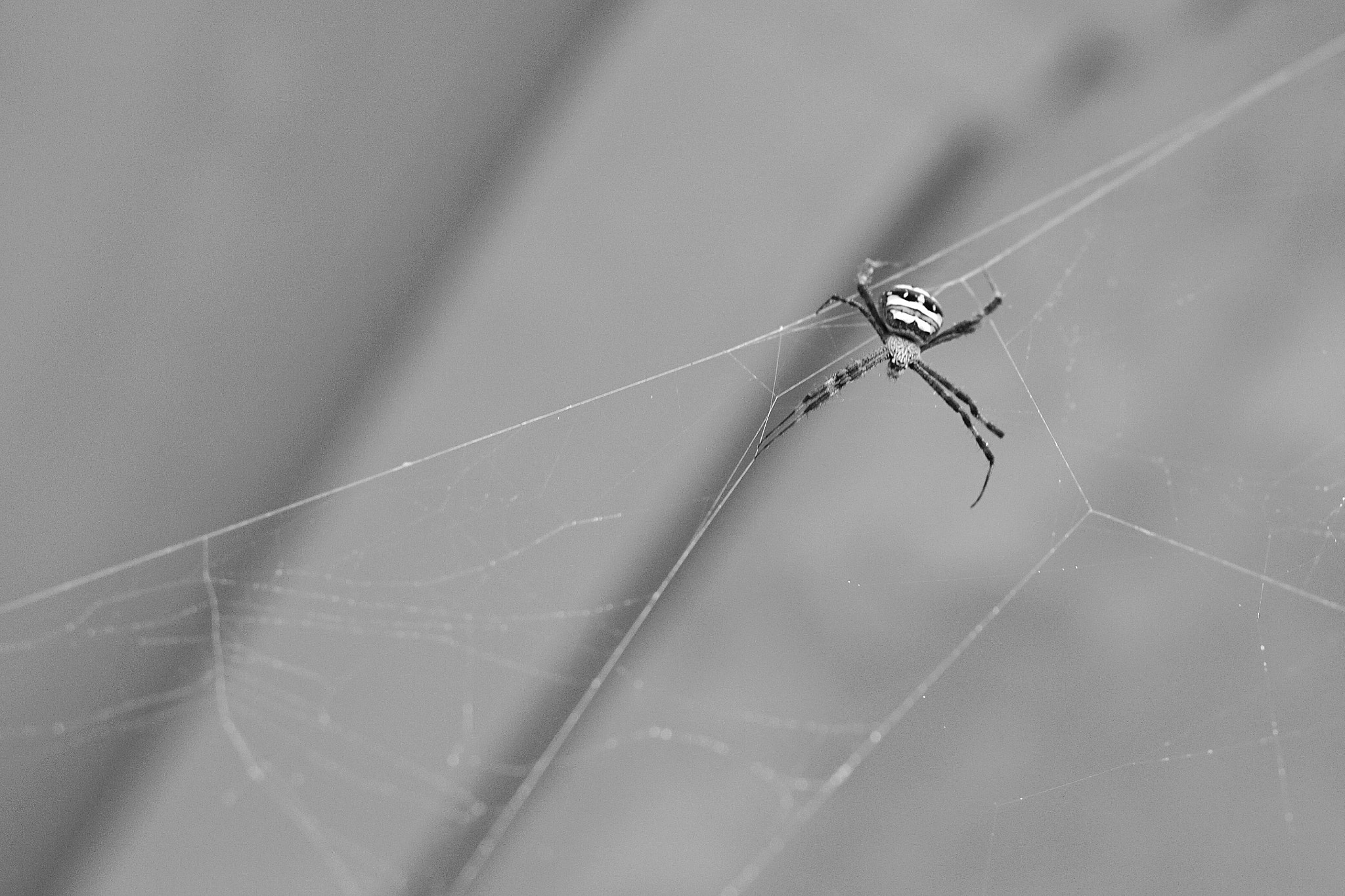 Sony a6000 + Sigma 30mm F1.4 DC DN | C sample photo. Spider photography