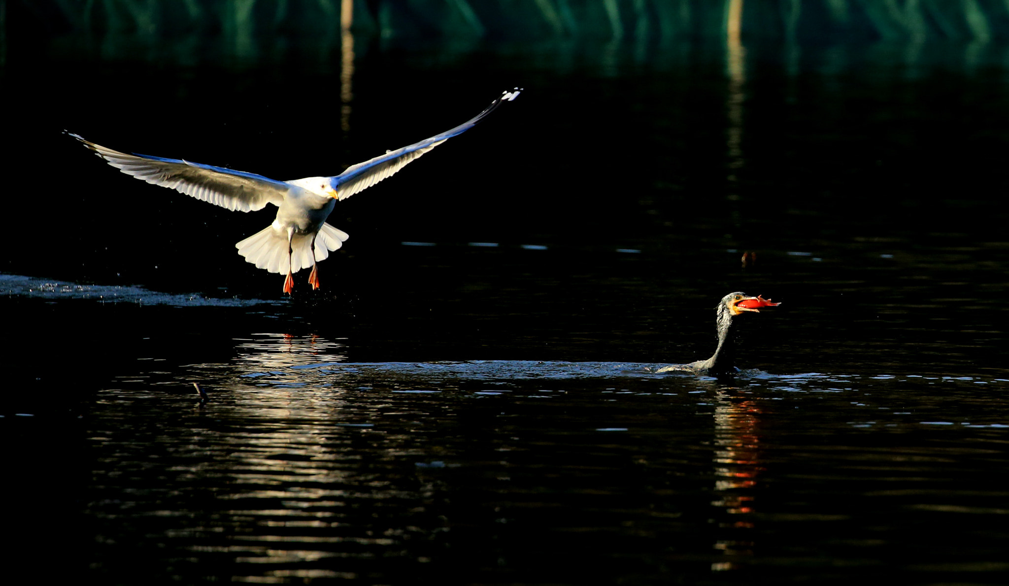 Canon EOS-1D X sample photo. Scared photography