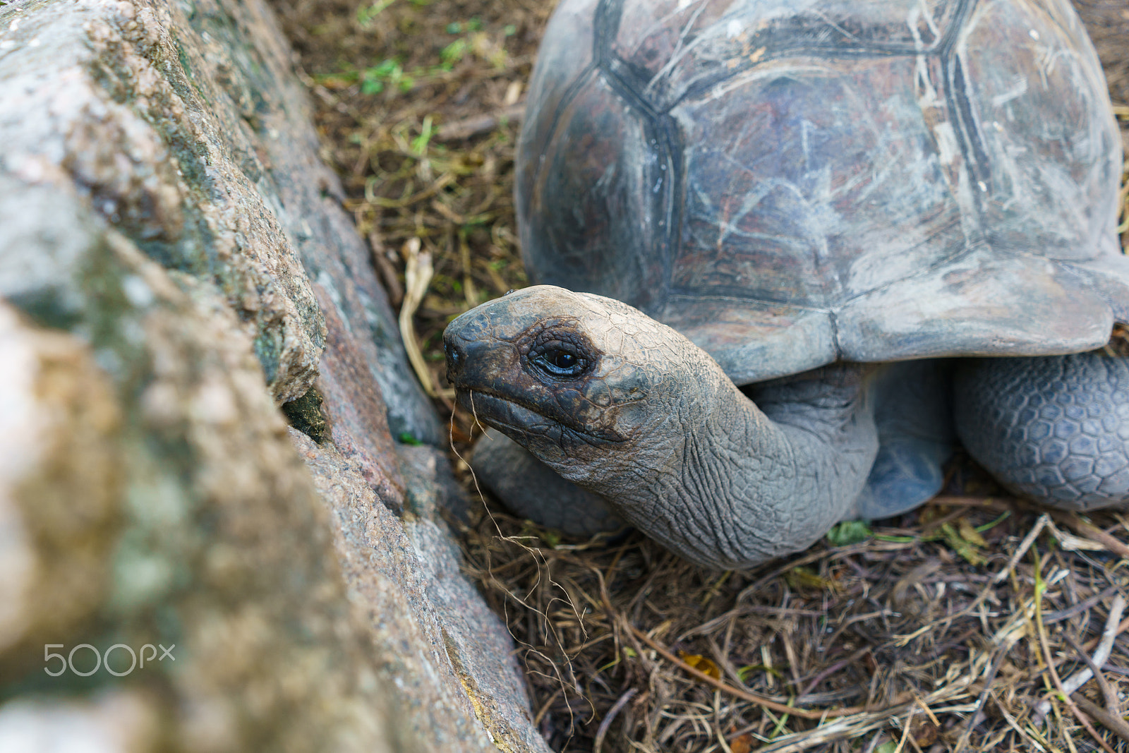 Sony FE 28mm F2 sample photo. Giant tortoise (100-200 year old) photography