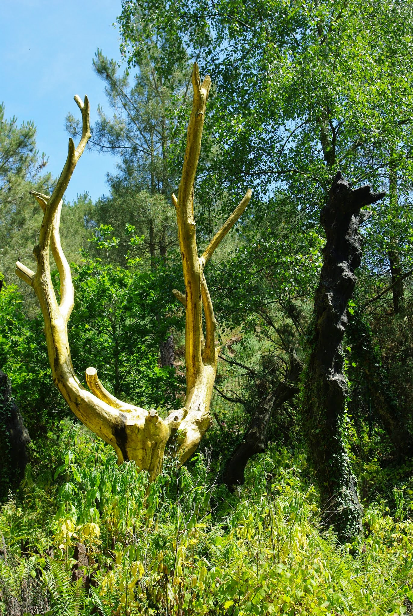 Pentax K200D sample photo. L'arbre d'or - the golden tree photography