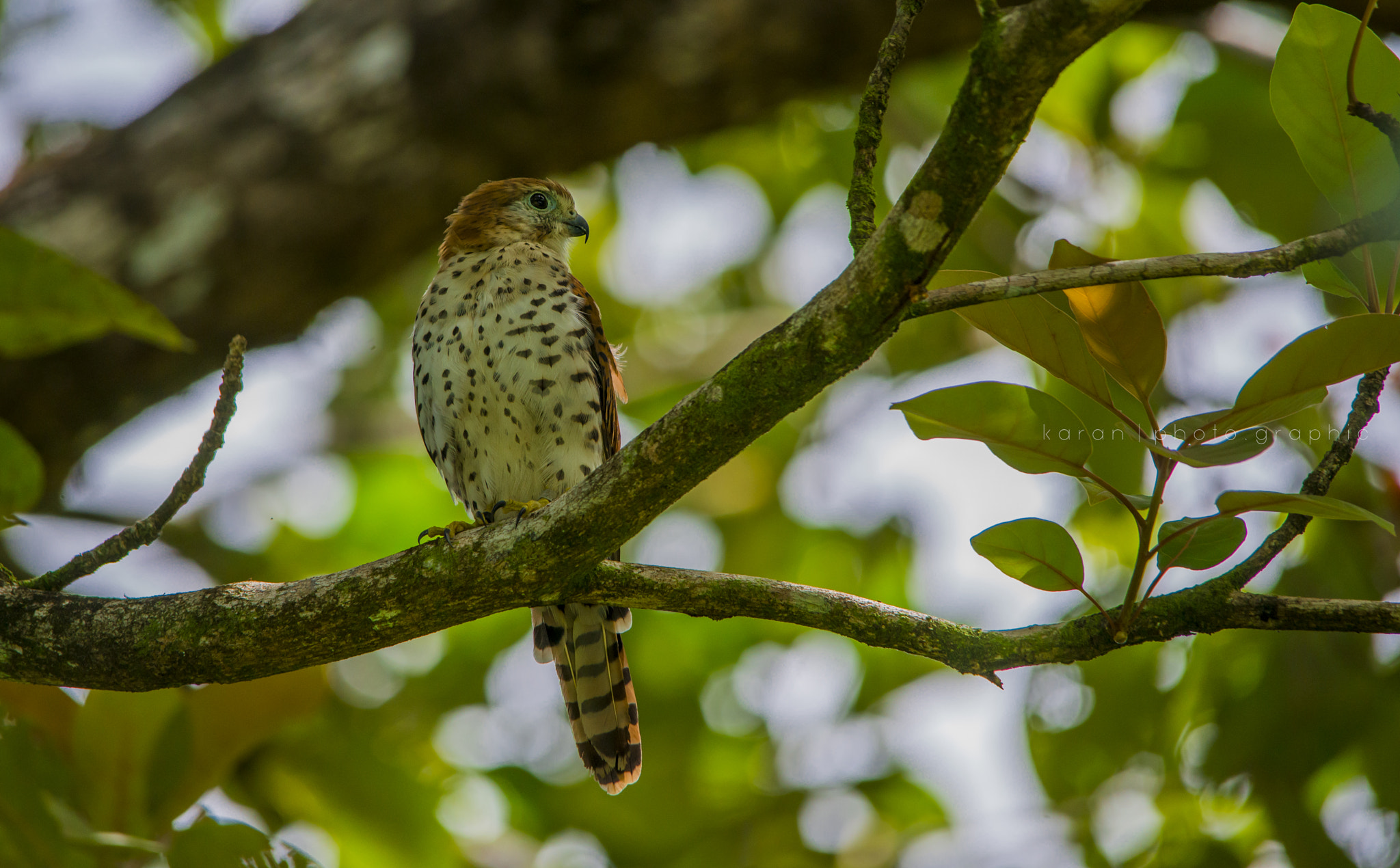 Sigma 150-500mm F5-6.3 DG OS HSM sample photo. Mauritian kestrel photography