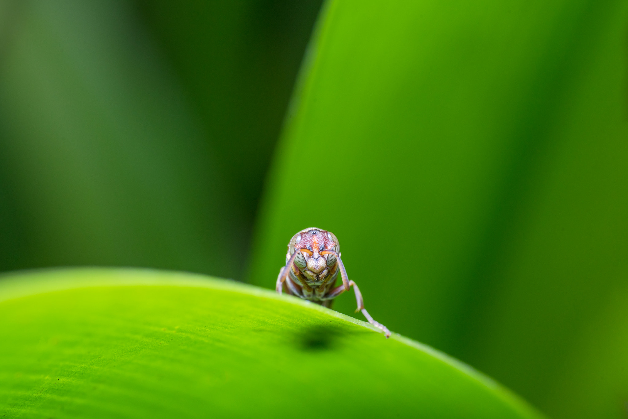 Sony a7 + Sigma 70mm F2.8 EX DG Macro sample photo. _dsc5098-1.jpg photography