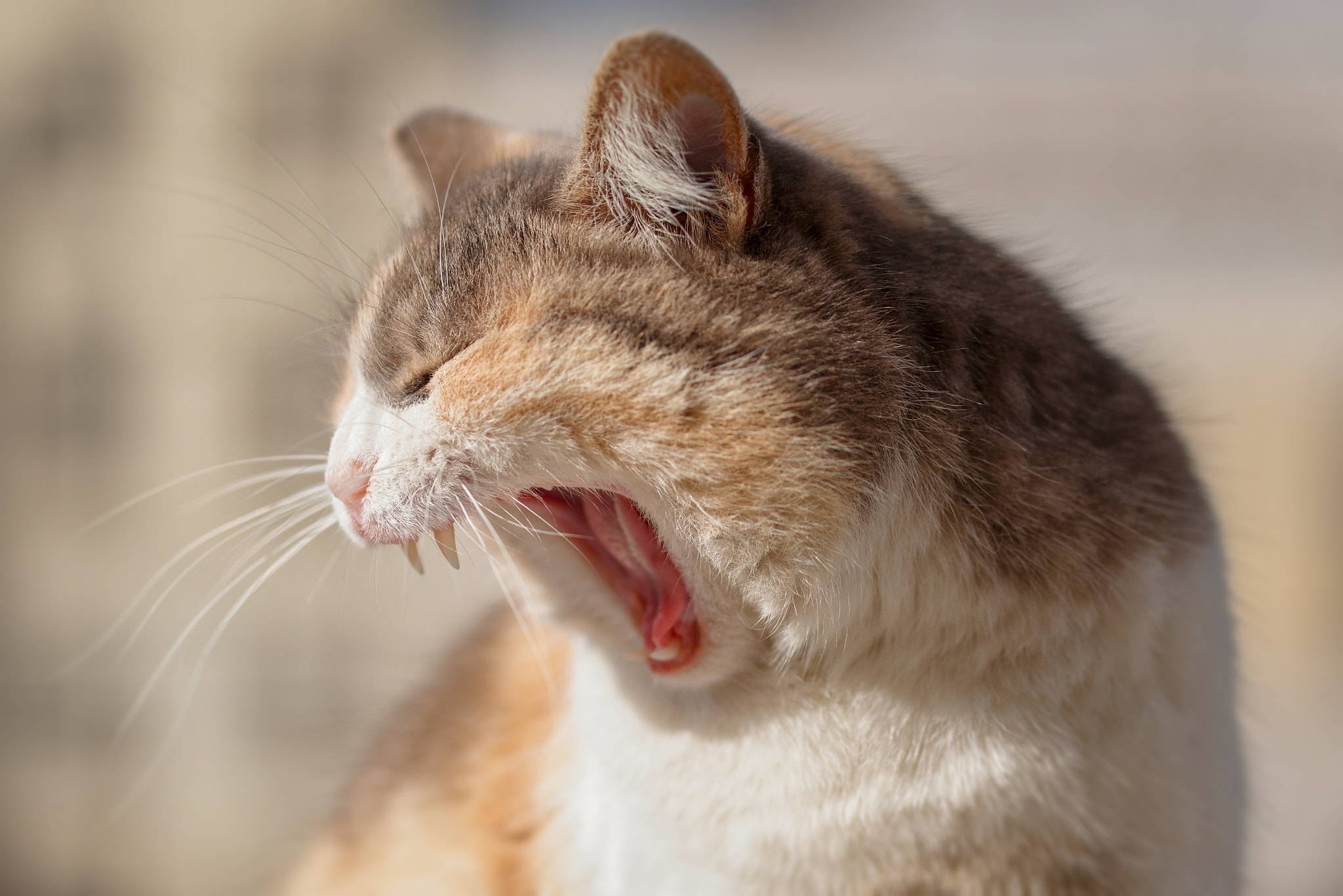 Sigma 105mm F2.8 EX DG OS HSM sample photo. Yawning photography