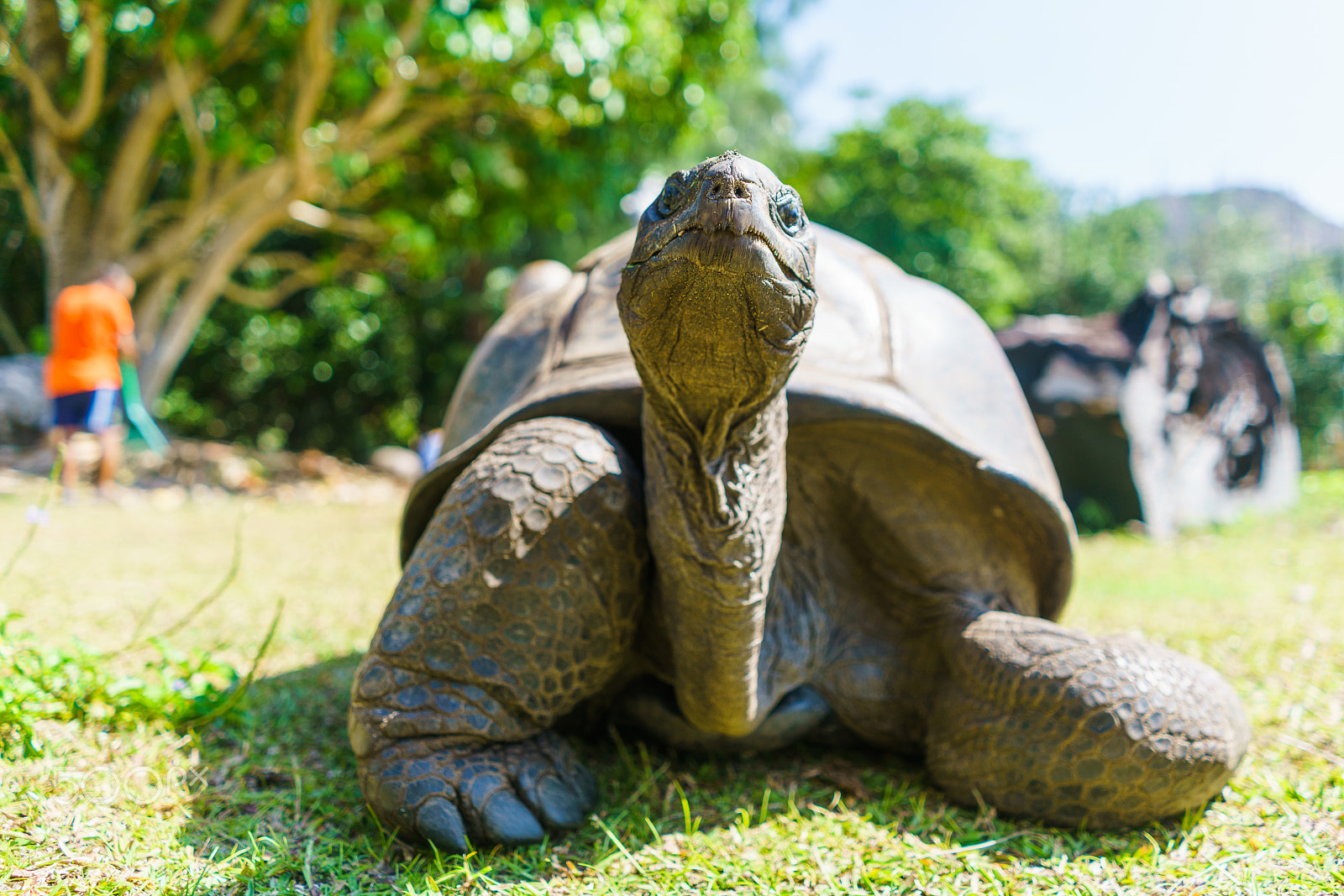 Sony a7R II + Sony FE 28mm F2 sample photo. Giant tortoise (100-200 year old) photography